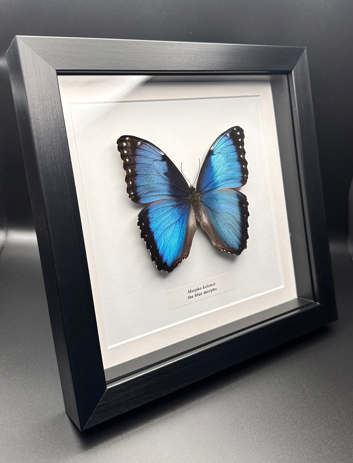 Morpho helenor - the blue morpho