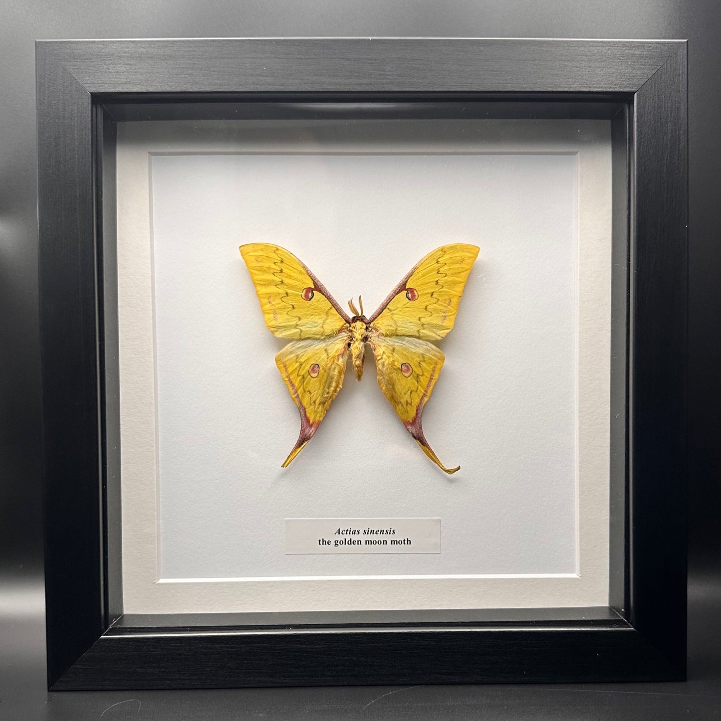 Actias sinensis - the golden moon moth