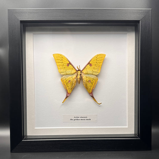 Actias sinensis - the golden moon moth