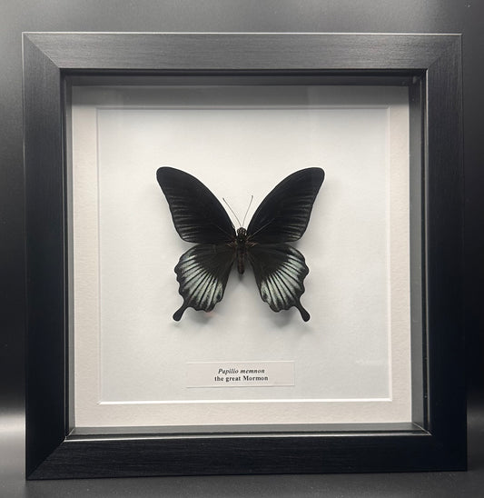 Papilio memnon - the great Mormon