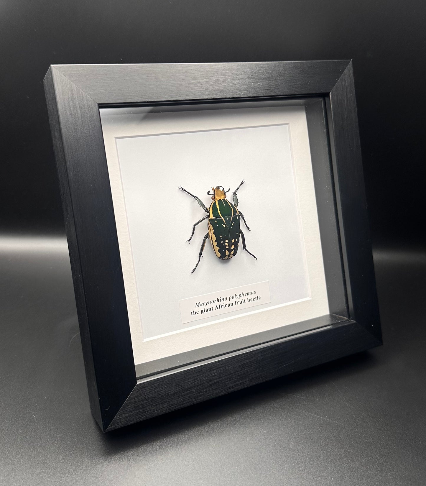 Mecynorhina polyphemus - the giant African beetle