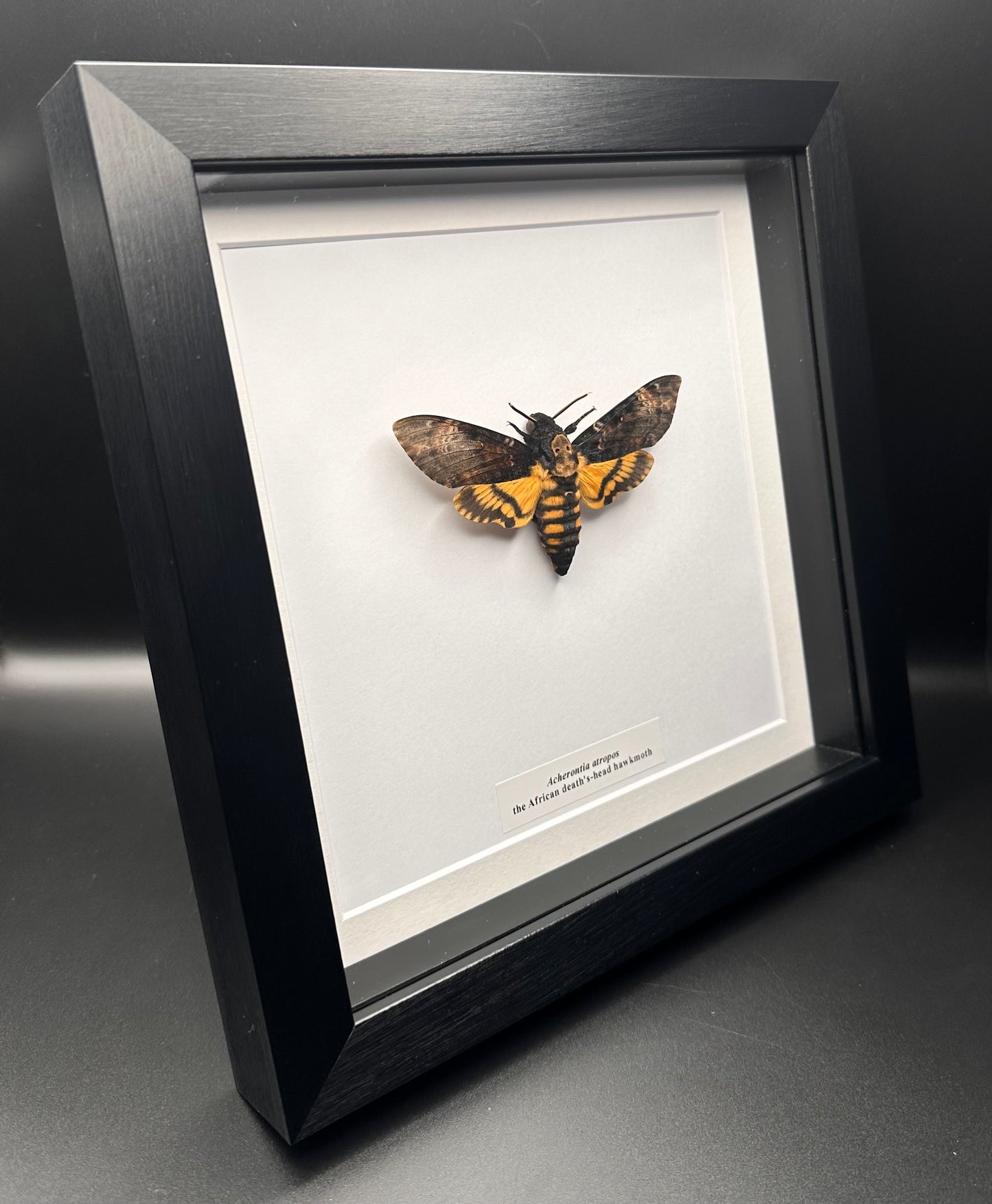 Acherontia atropos - the African death’s-head hawkmoth