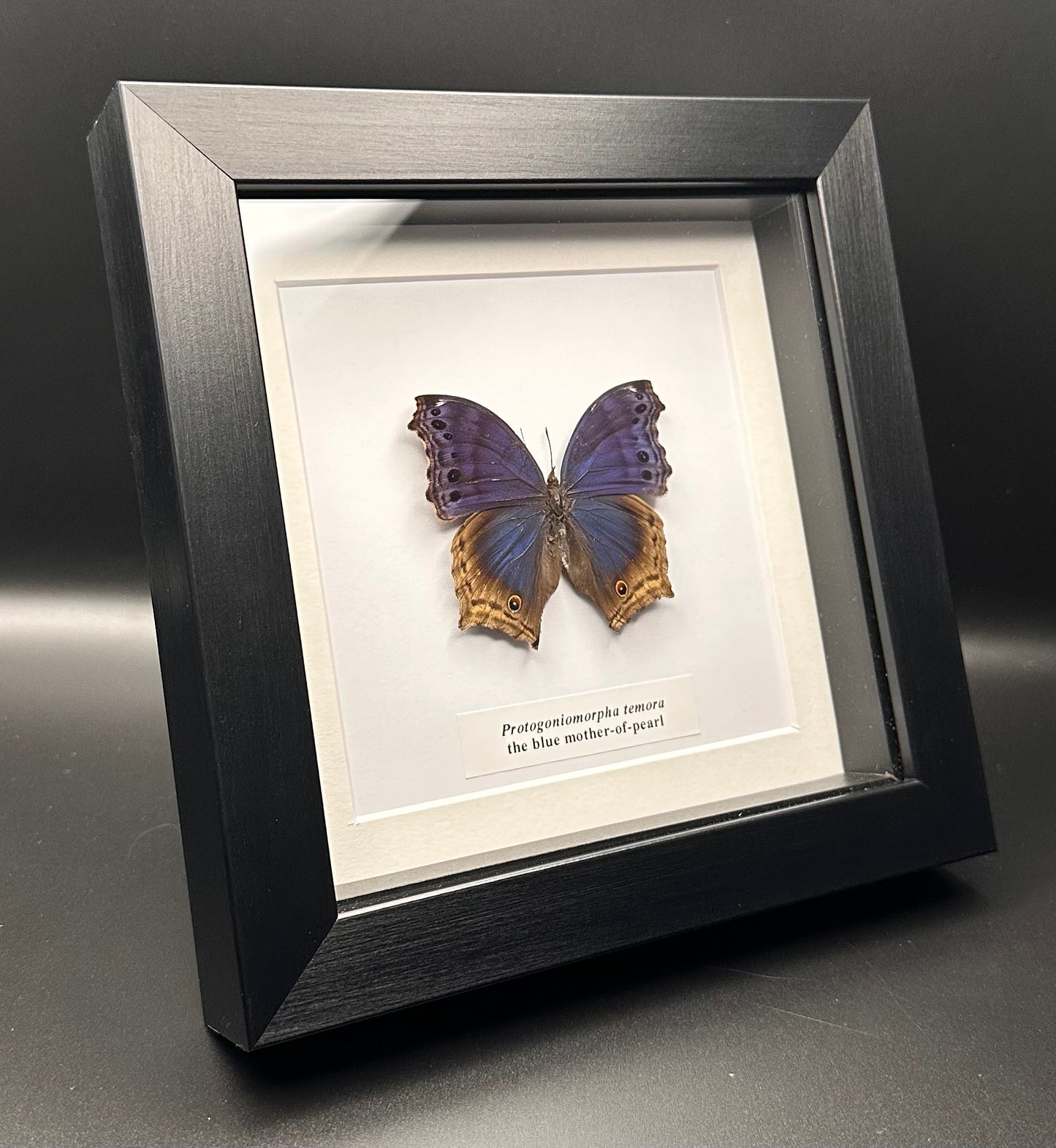 Protogoniomorpha temora - the blue mother-of-pearl