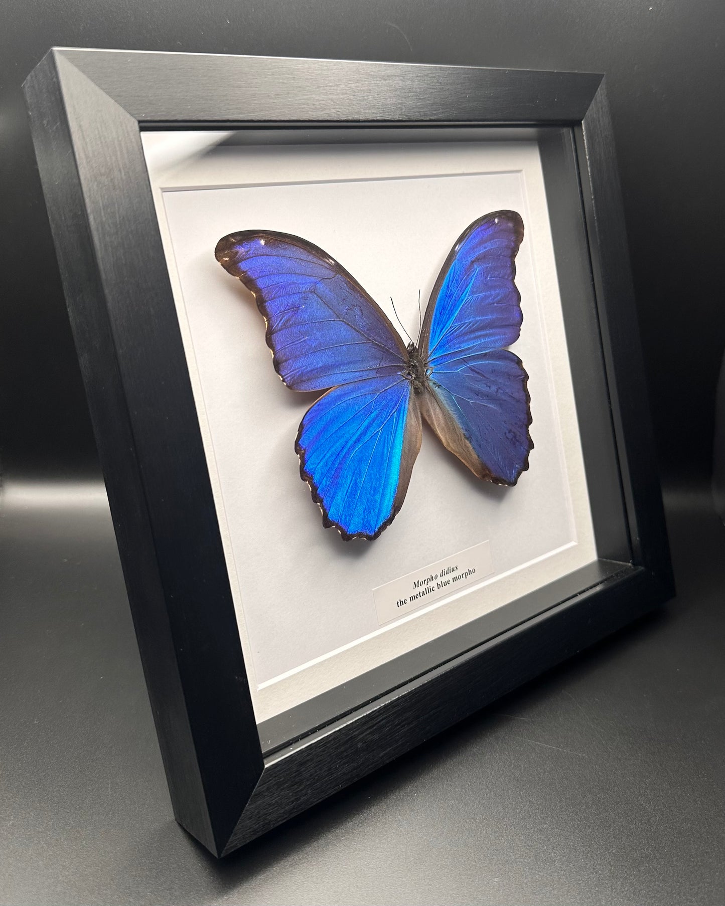 Morpho didius - the metallic blue morpho
