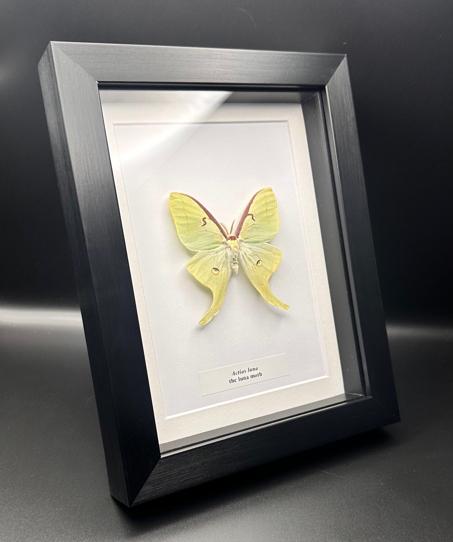 Actias luna - the luna moth