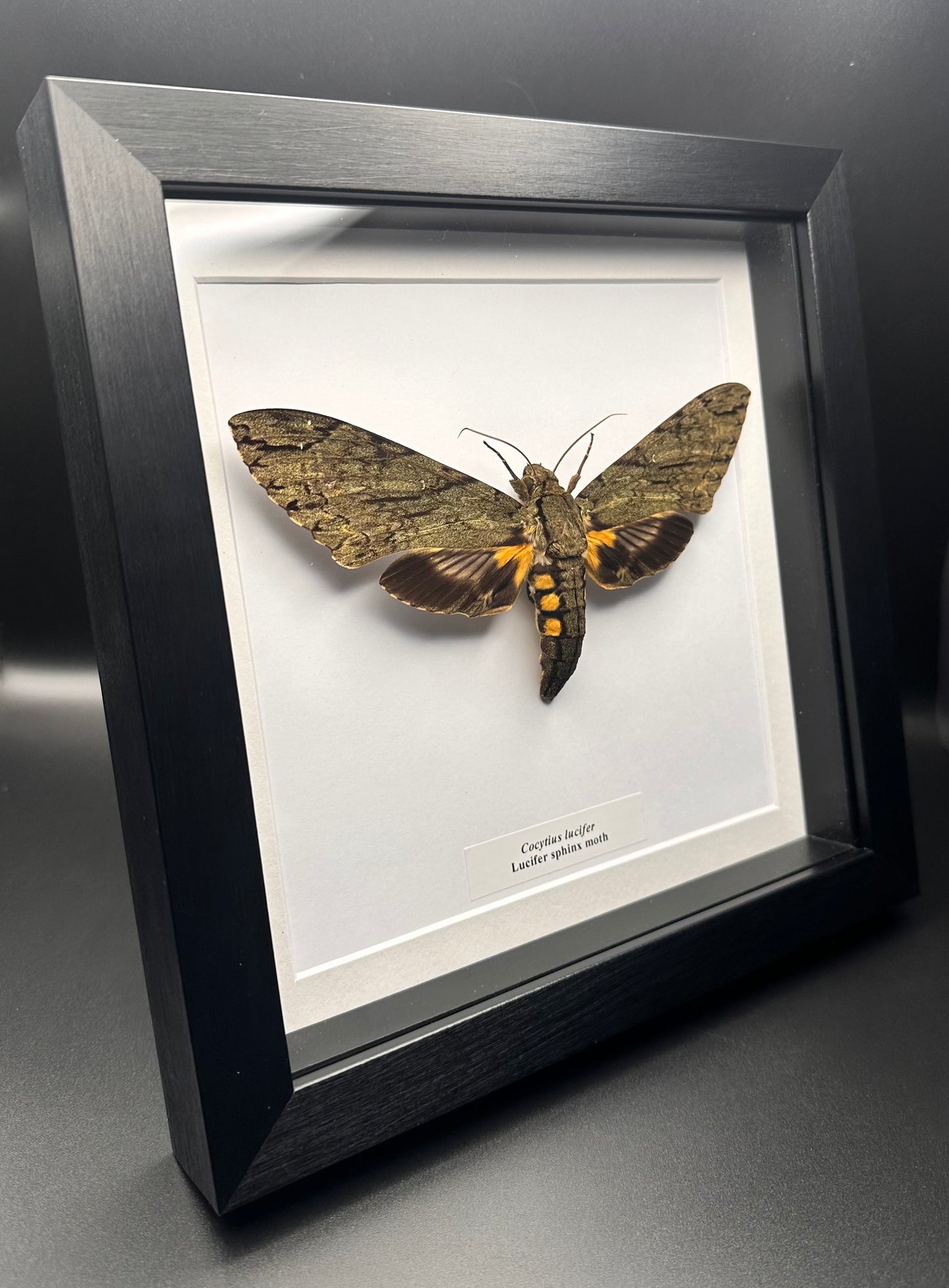 Cocytius lucifer - Lucifer sphinx moth