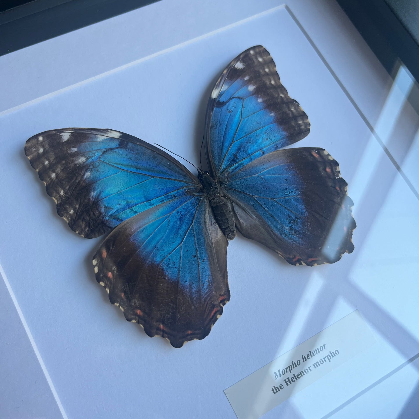 Morpho helenor