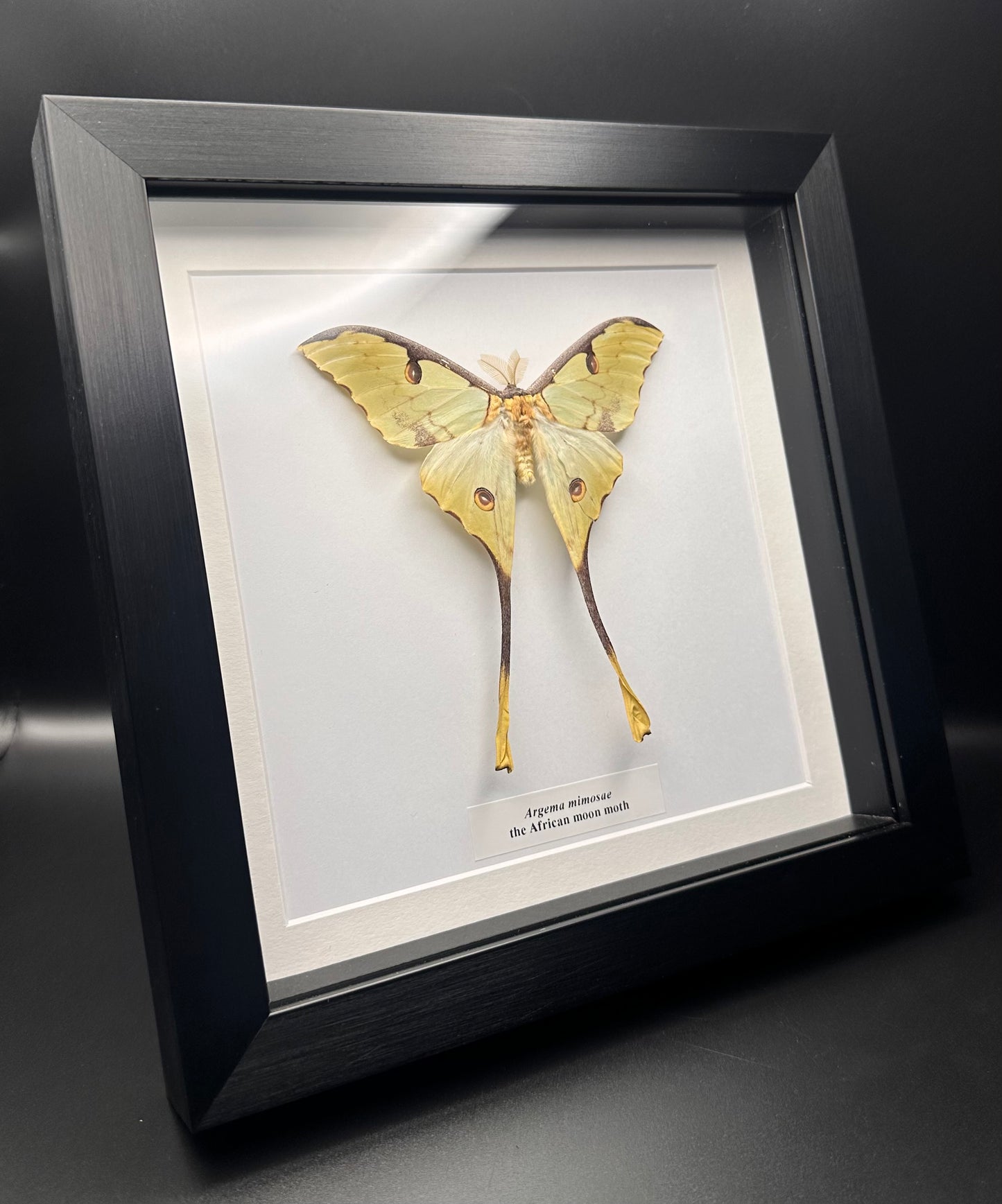 Argema mimosae - the African moon moth