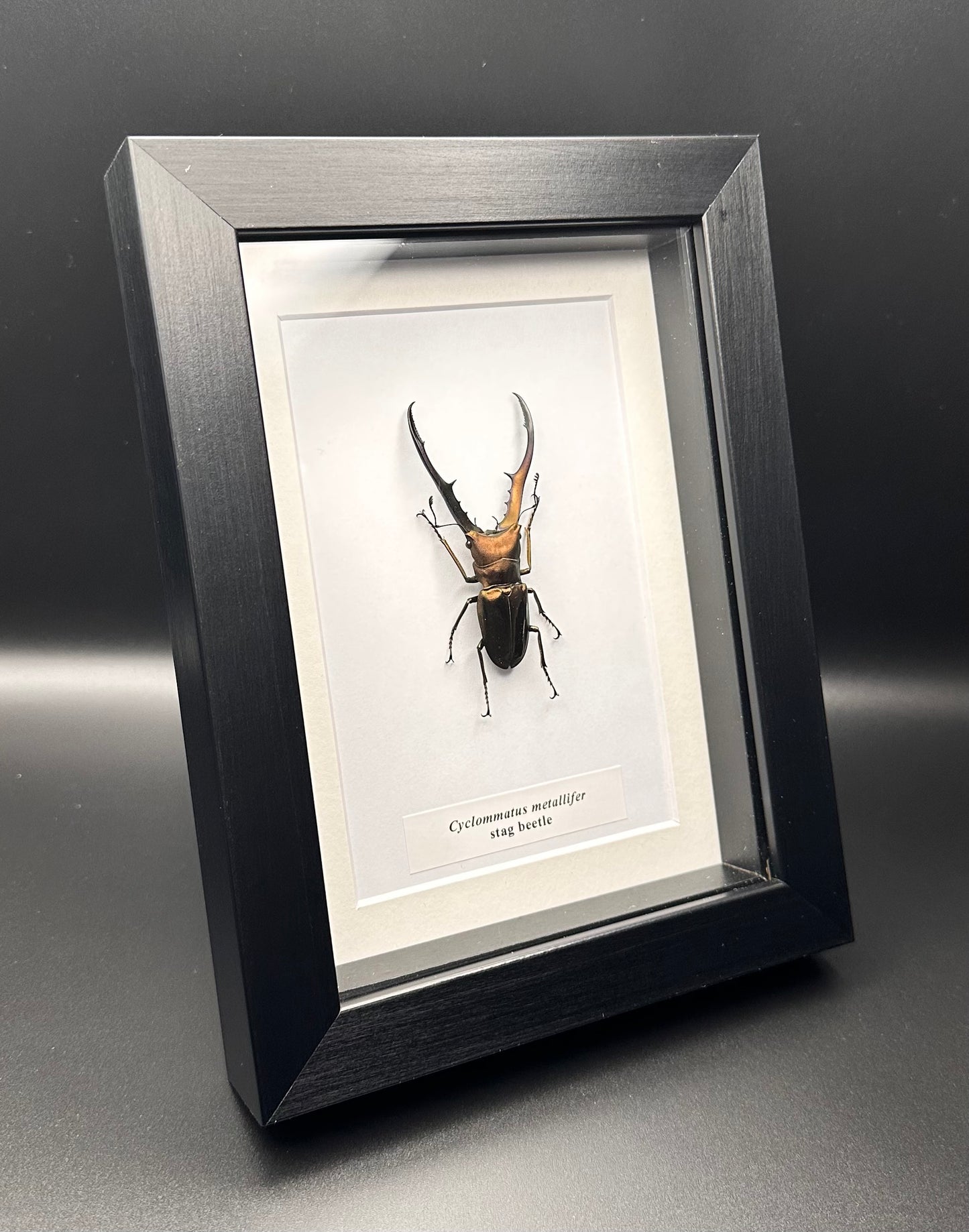 Cyclommatus metallifer - stag beetle