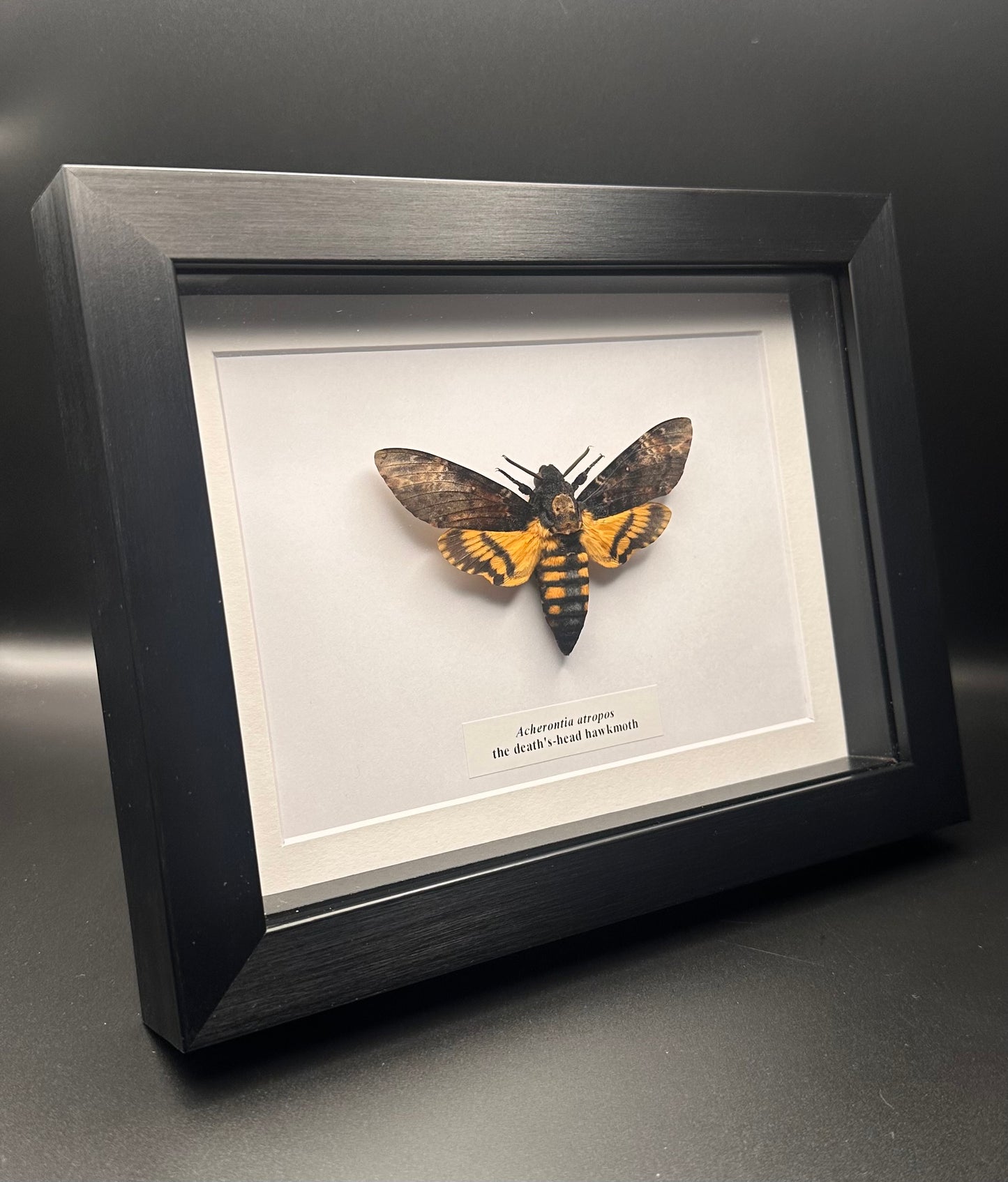 Acherontia atropos - the death’s-head hawkmoth