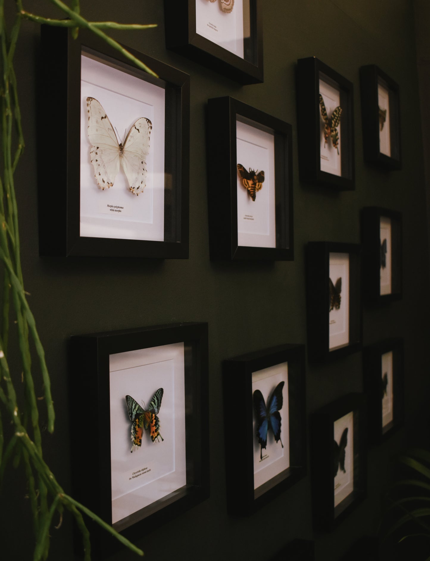 Monthly Butterfly Frame Subscription