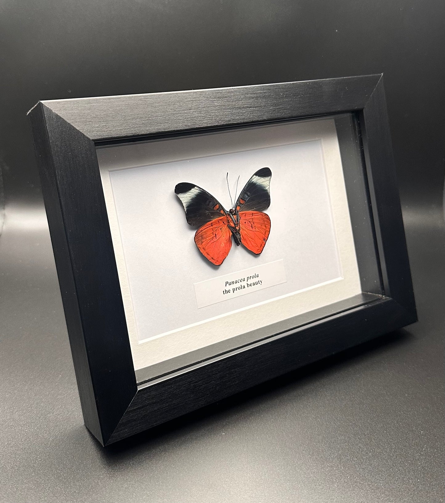 Panacea prola - the prola beauty