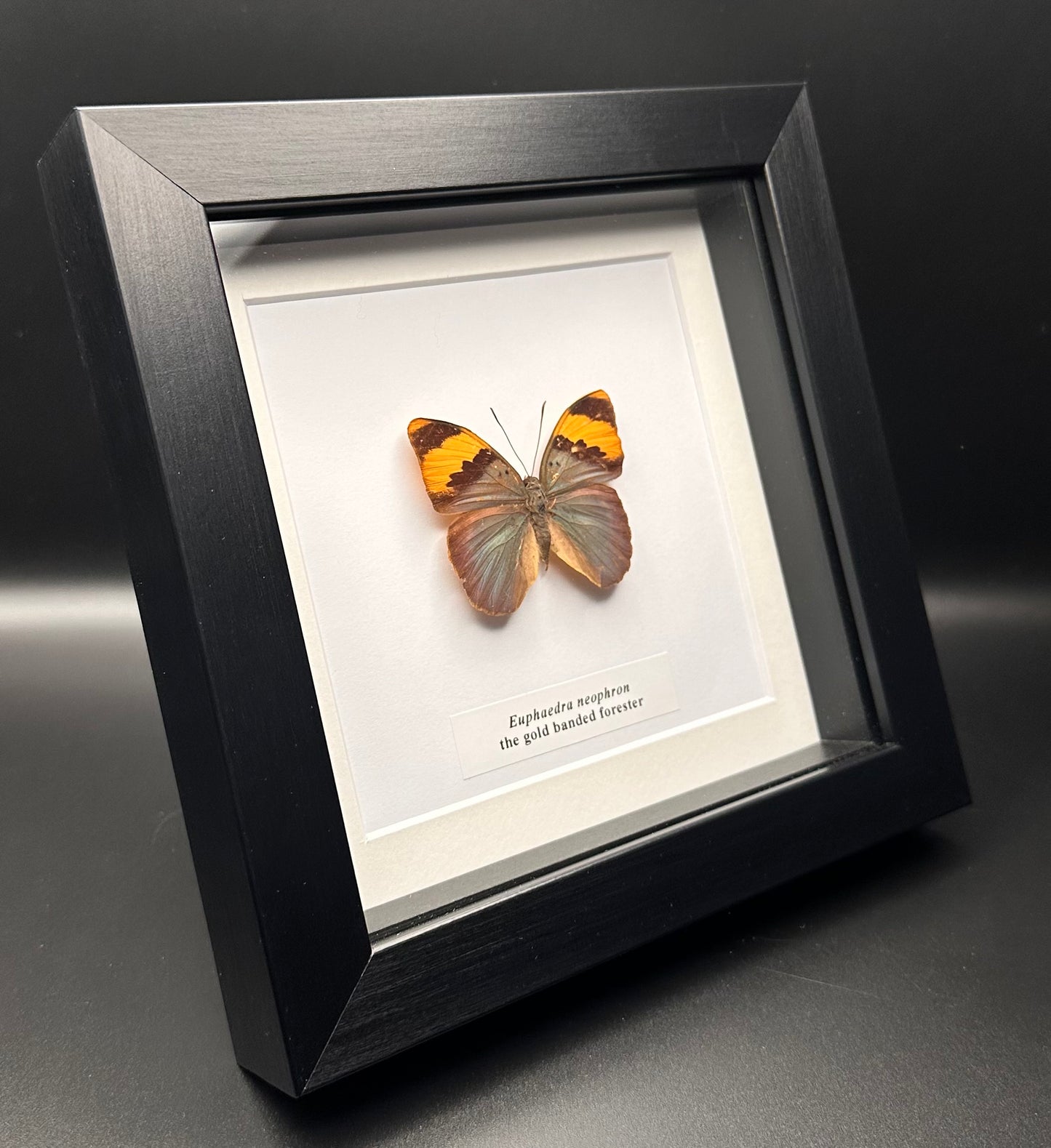 Euphaedra neophron - the gold banded forester