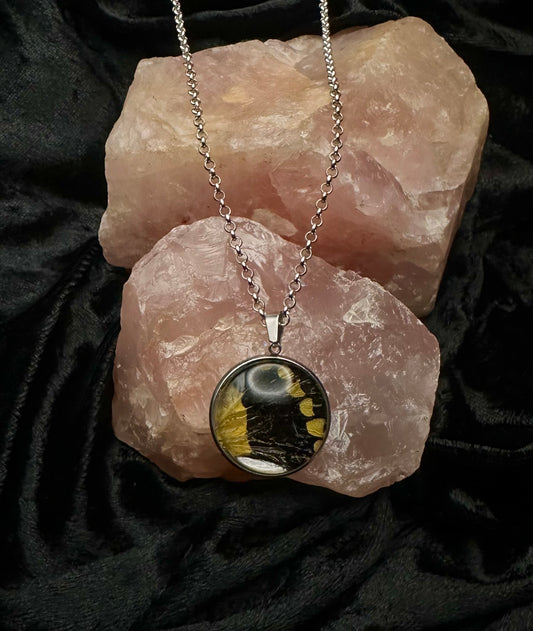 Silver Papilio thoas Butterfly Wing Necklace