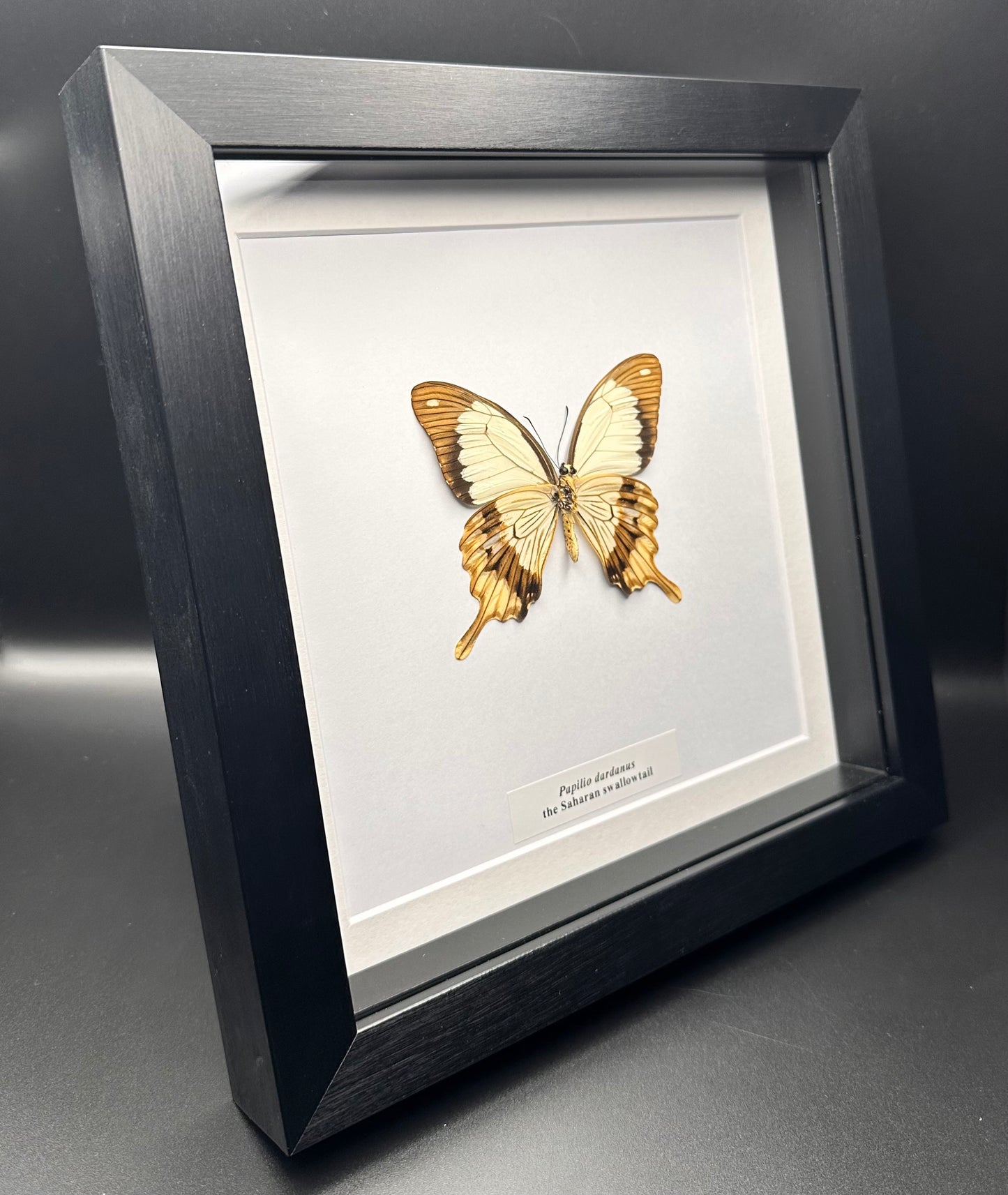 Papilio dardanus - the Saharan swallowtail