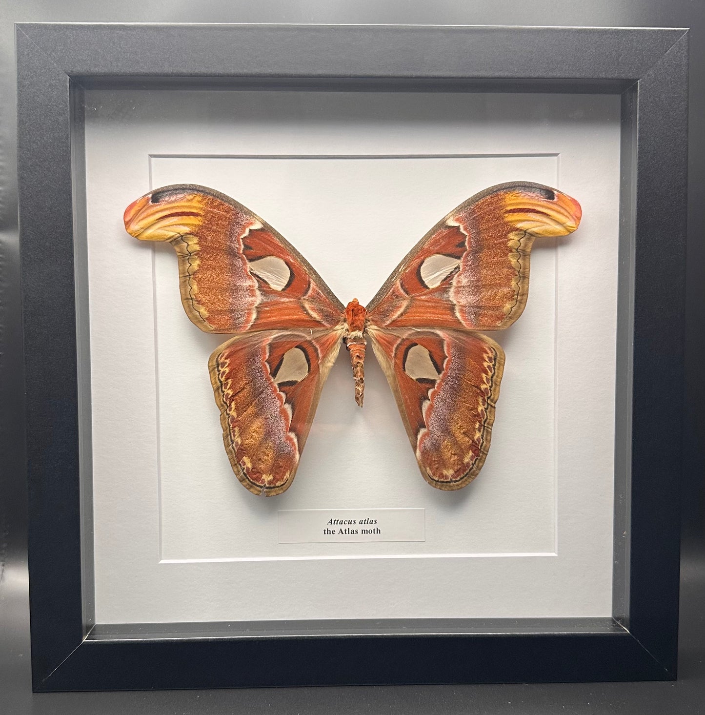 Attacus atlas - the Atlas moth