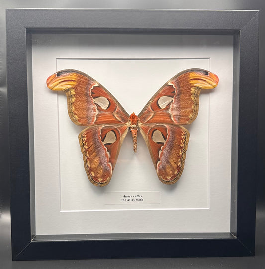 Attacus atlas - the Atlas moth