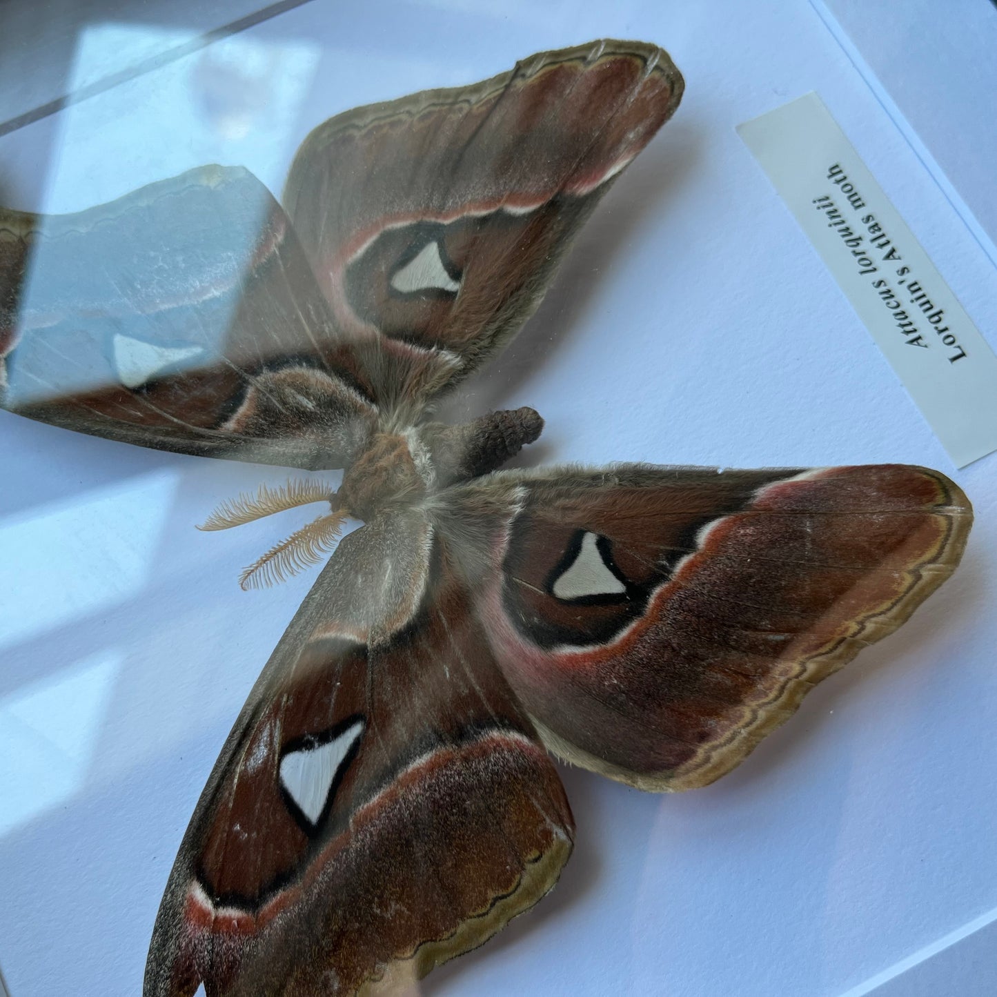 Attacus lorquinii