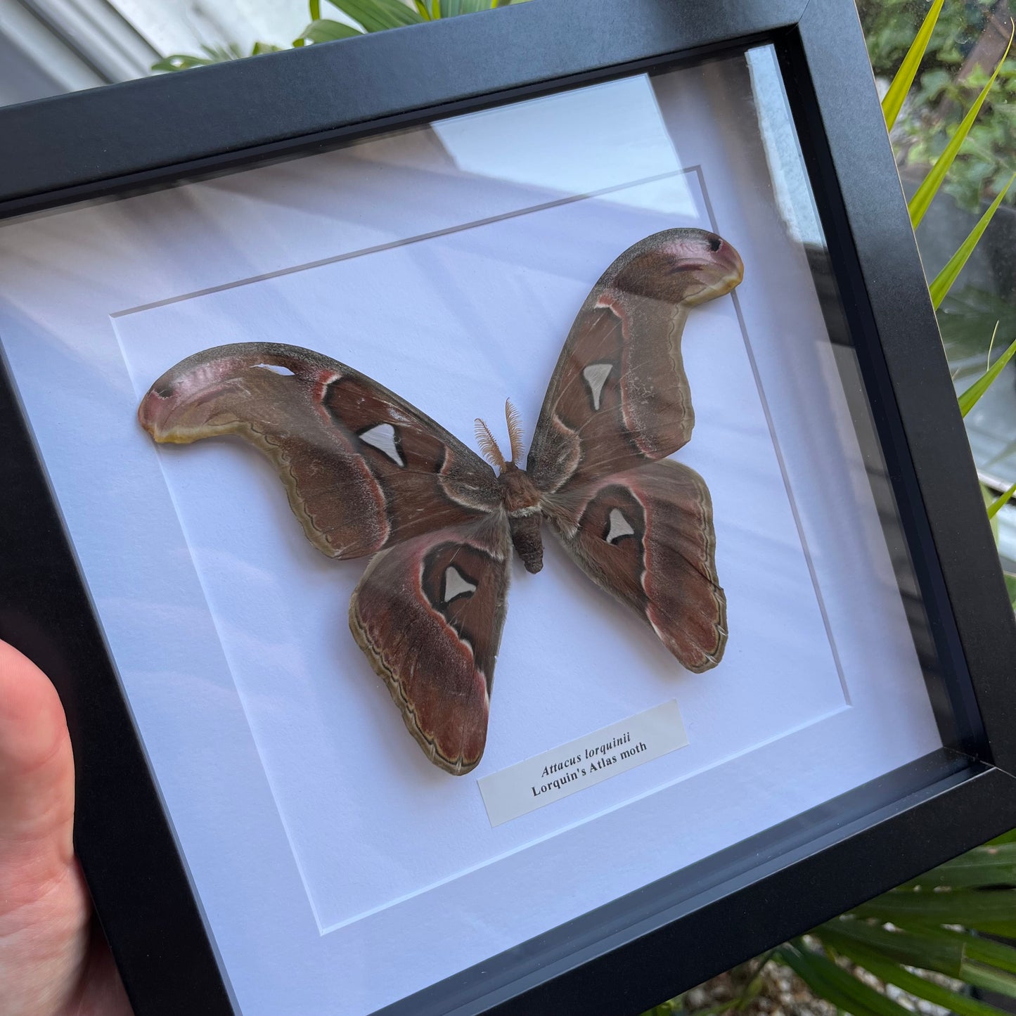 Attacus lorquinii