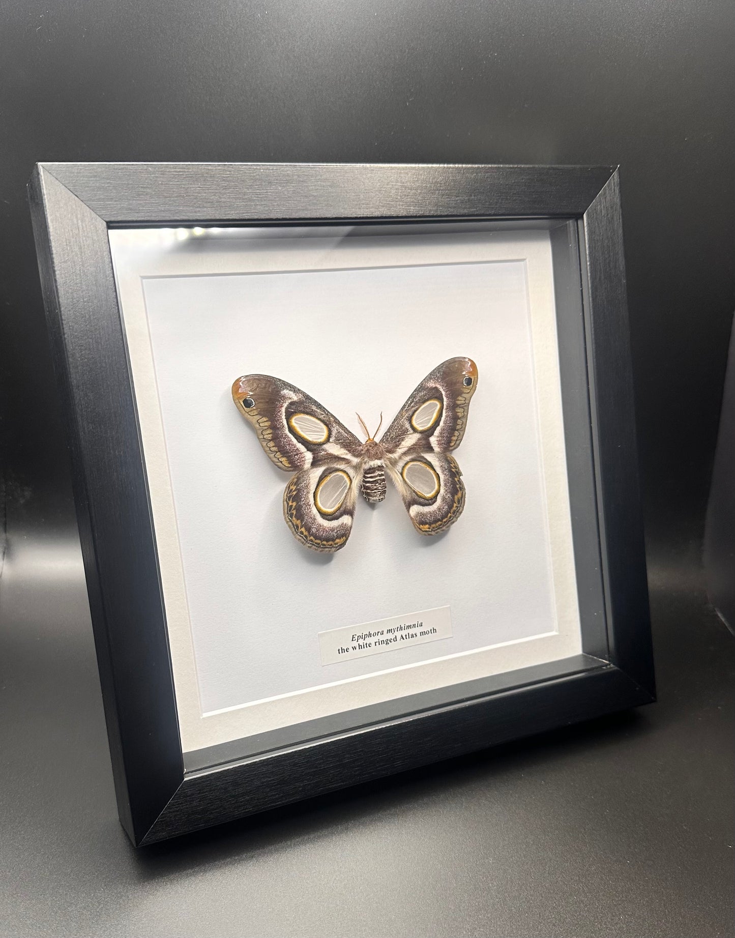 Epiphora mythimnia - the white ringed Atlas Moth