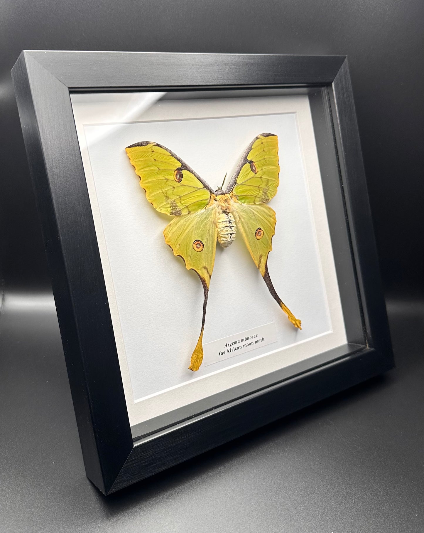 Argema mimosae - the African moon moth