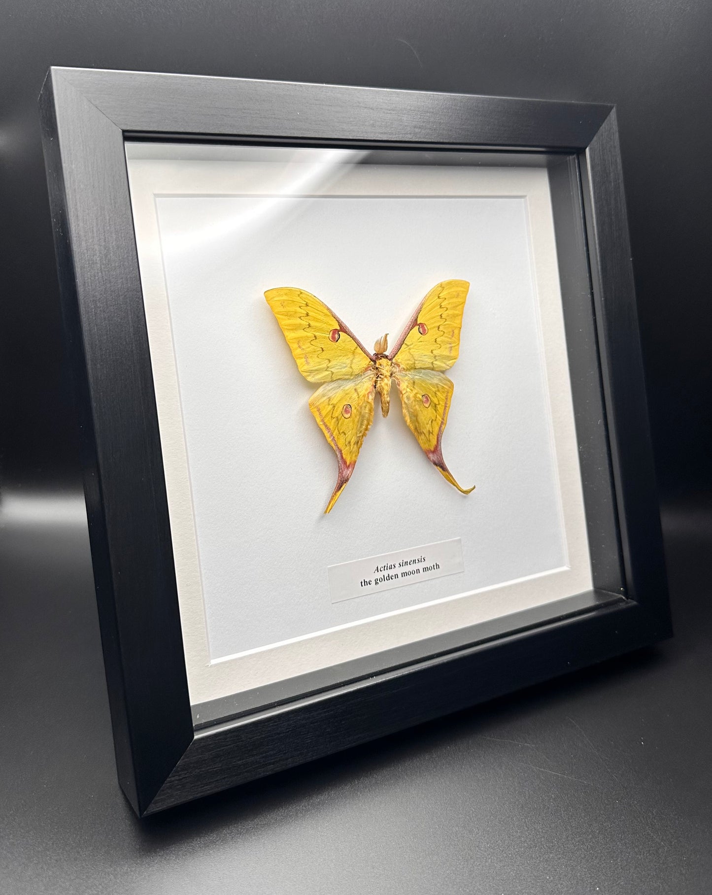 Actias sinensis - the golden moon moth