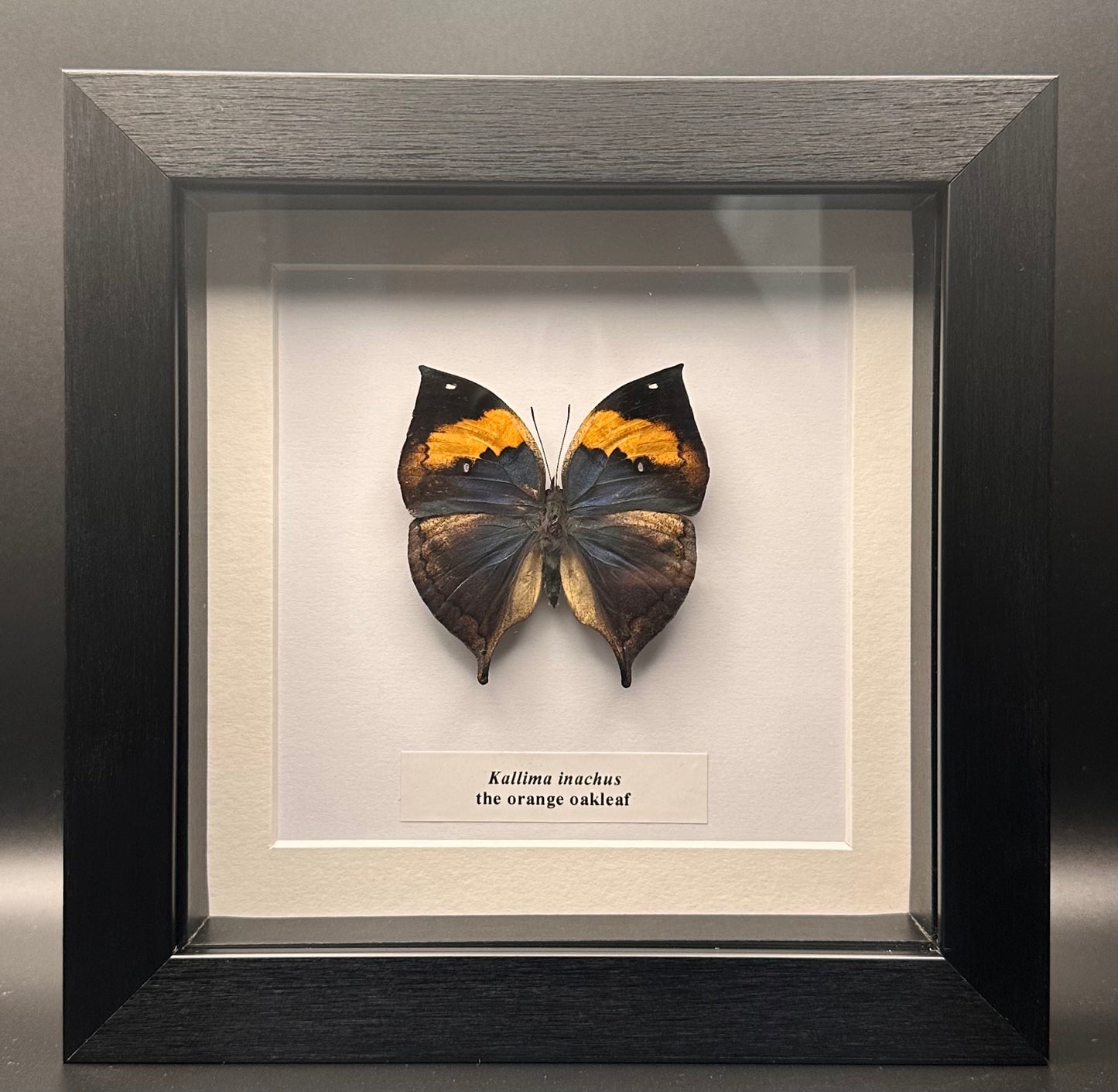 Kallima inachus - the orange oakleaf