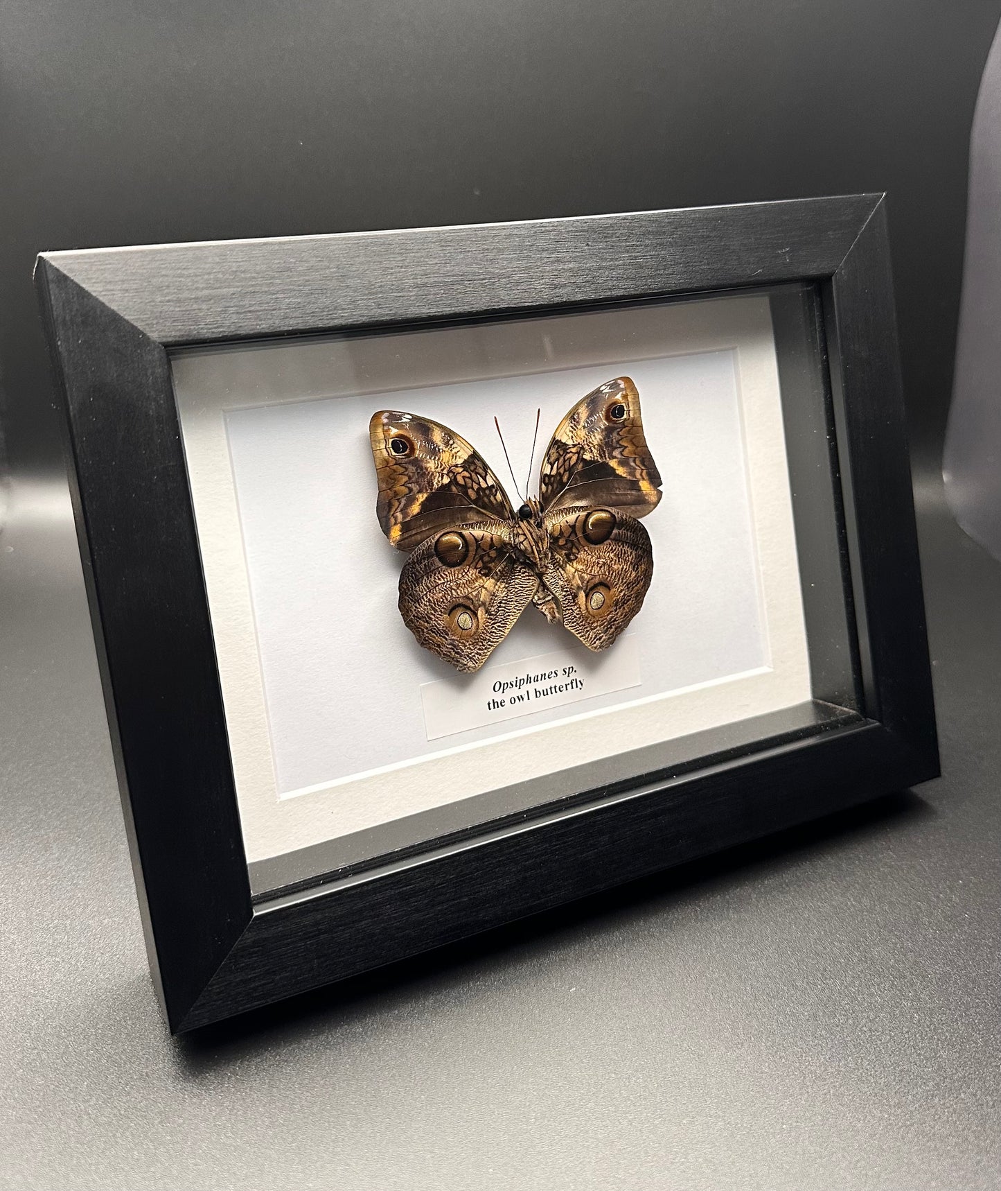 Osiphanes sp. - the owl butterfly