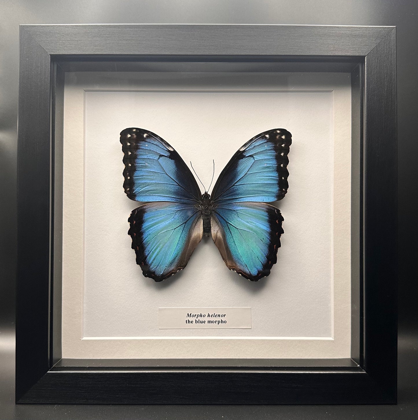 Morpho helenor