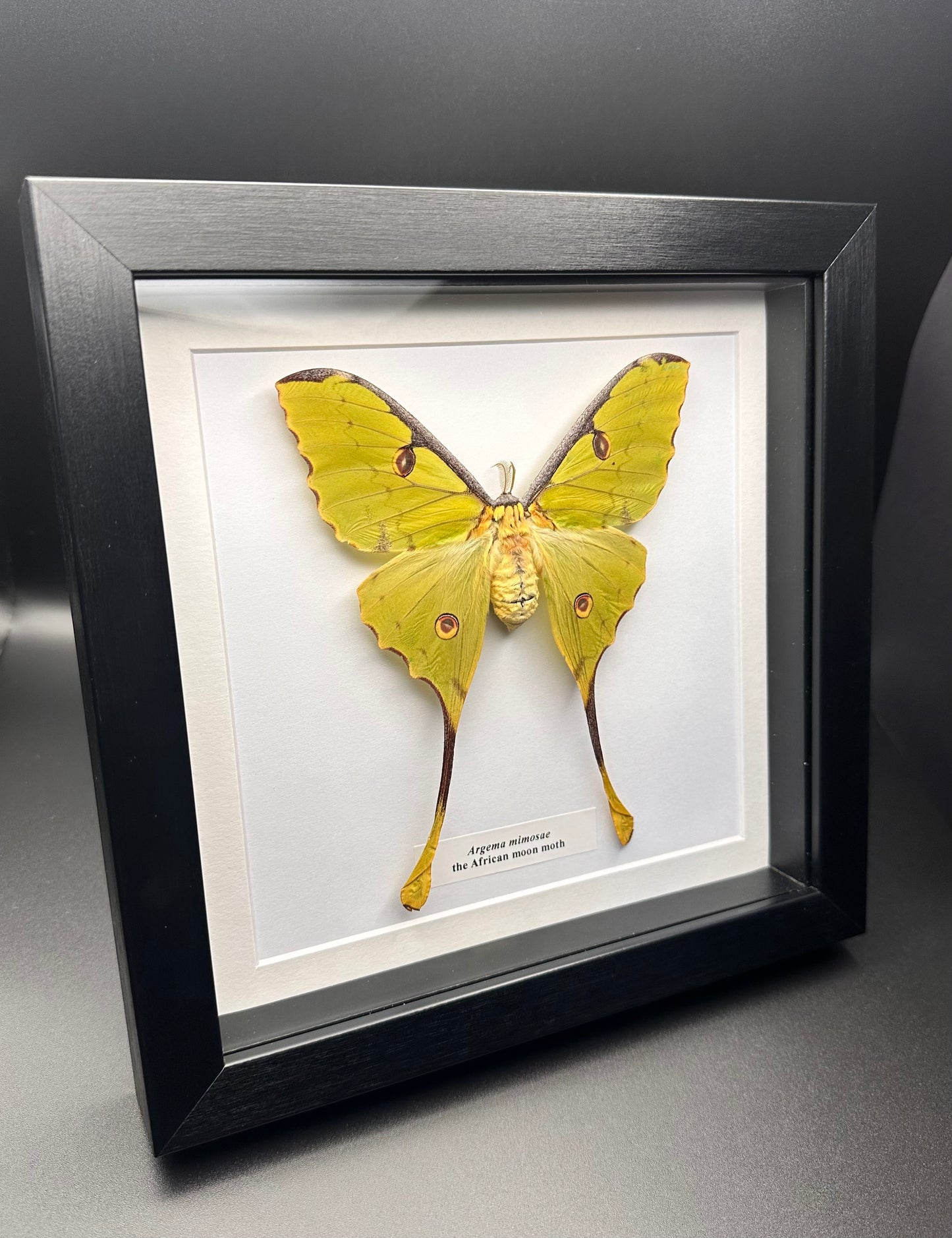 Argema mimosae - the African moon moth