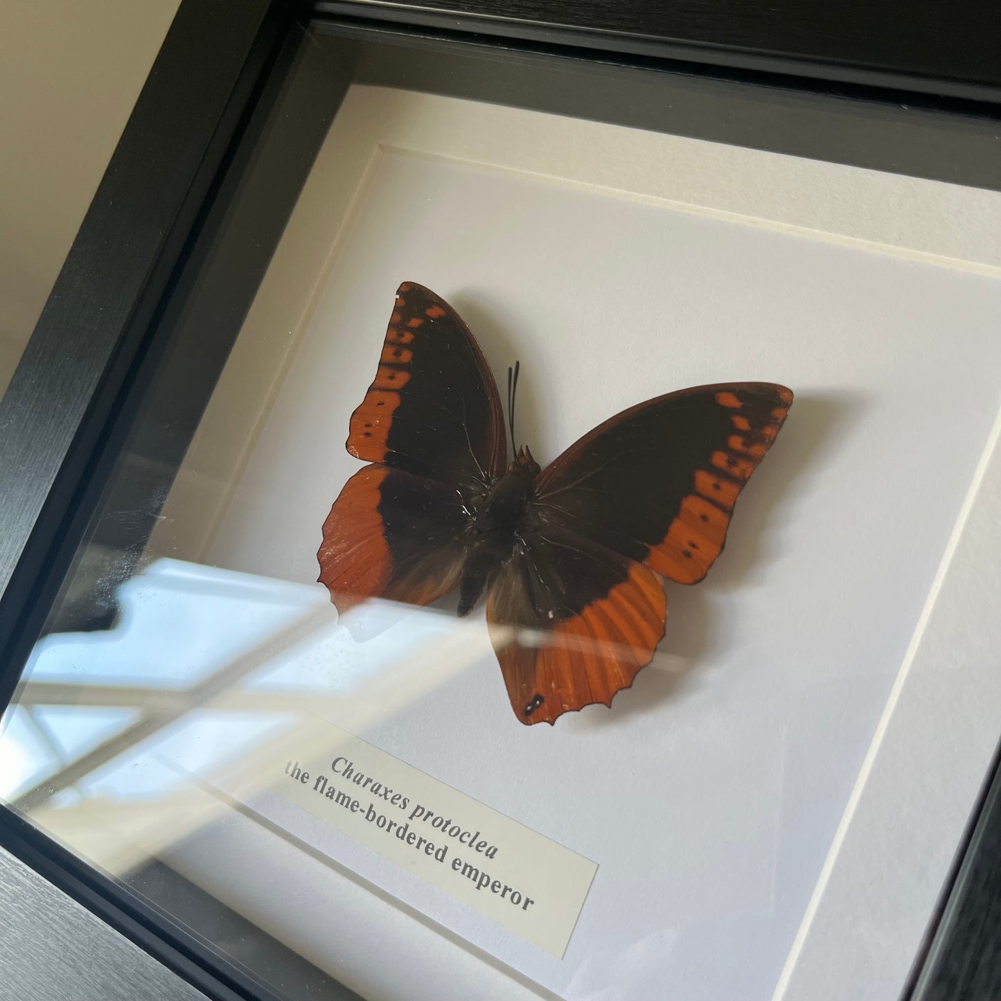 Charaxes protoclea
