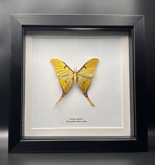 Actias sinensis - the golden moon moth