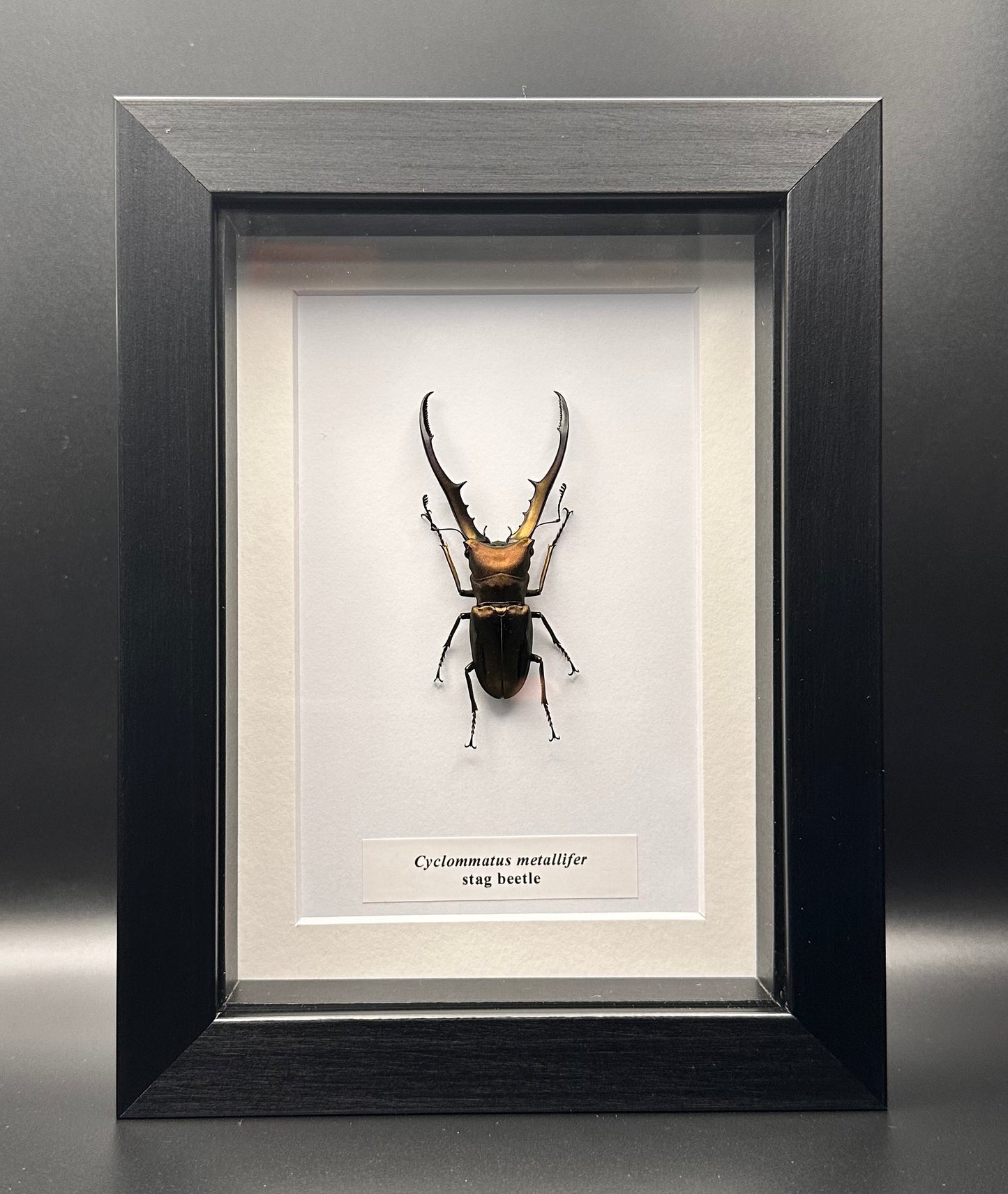 Cyclommatus metallifer - stag beetle