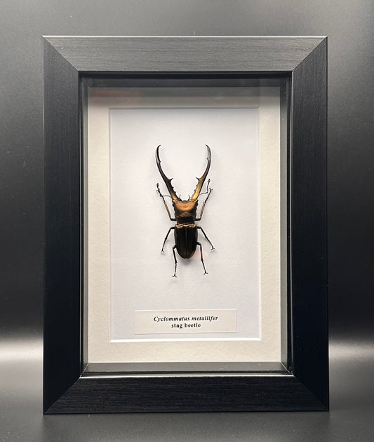 Cyclommatus metallifer - stag beetle
