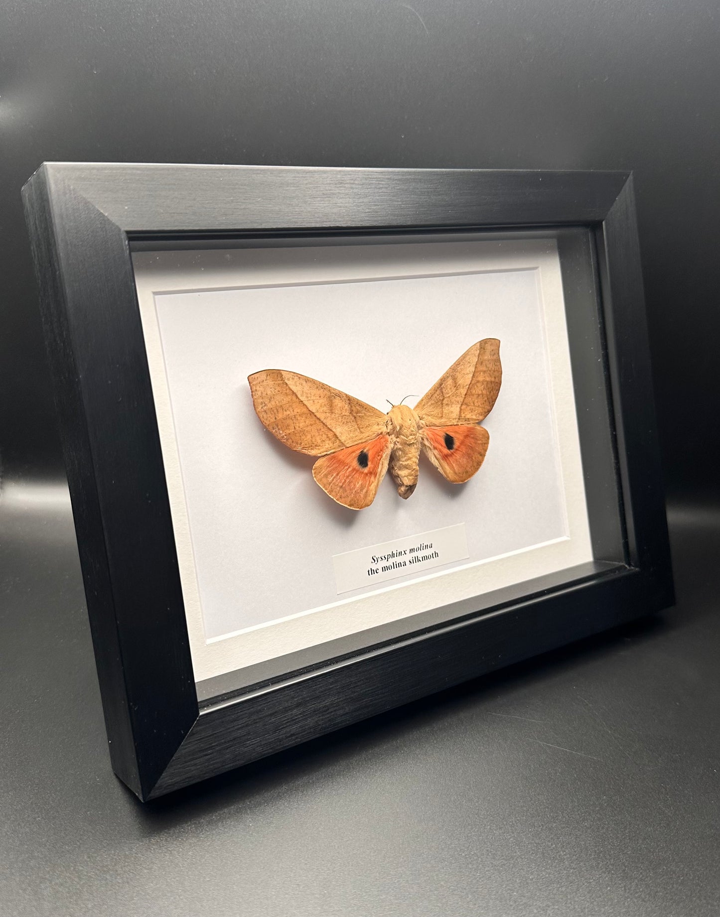 Syssphinx molina - the molina silkmoth