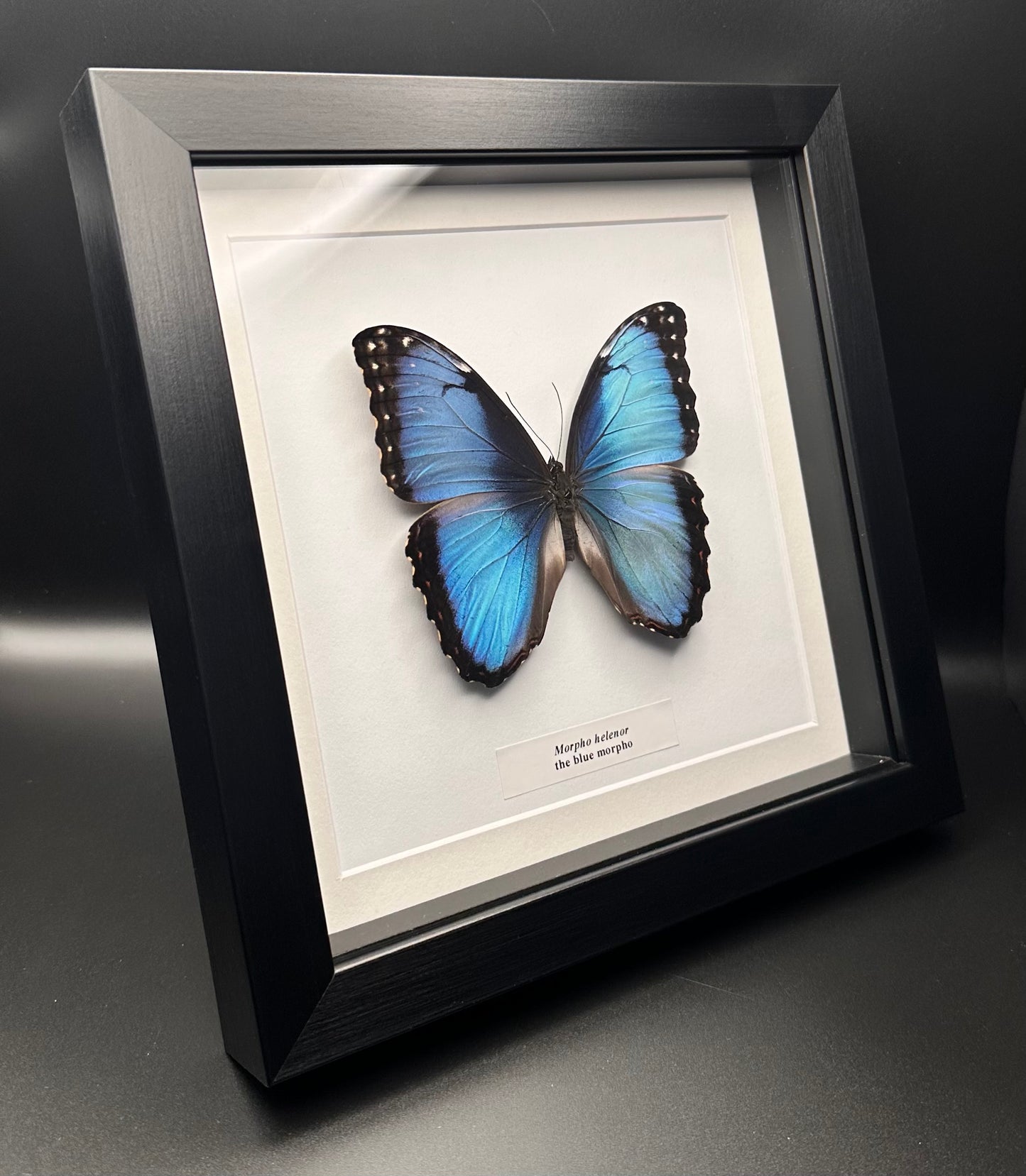 Morpho helenor