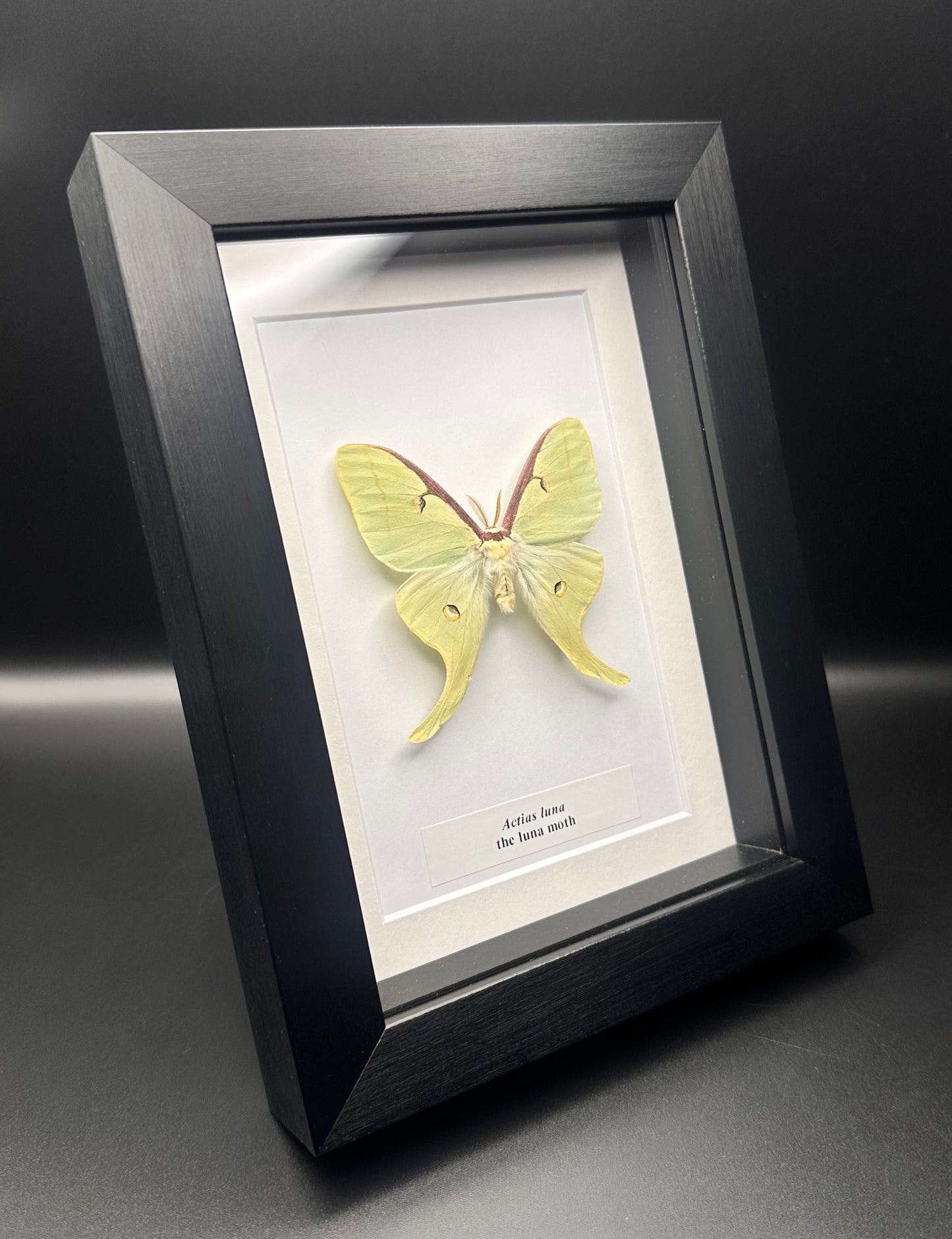 Actias luna - the luna moth