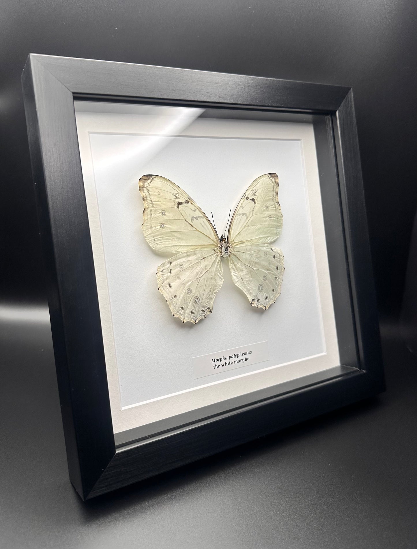 Morpho polyphemus - the white morpho