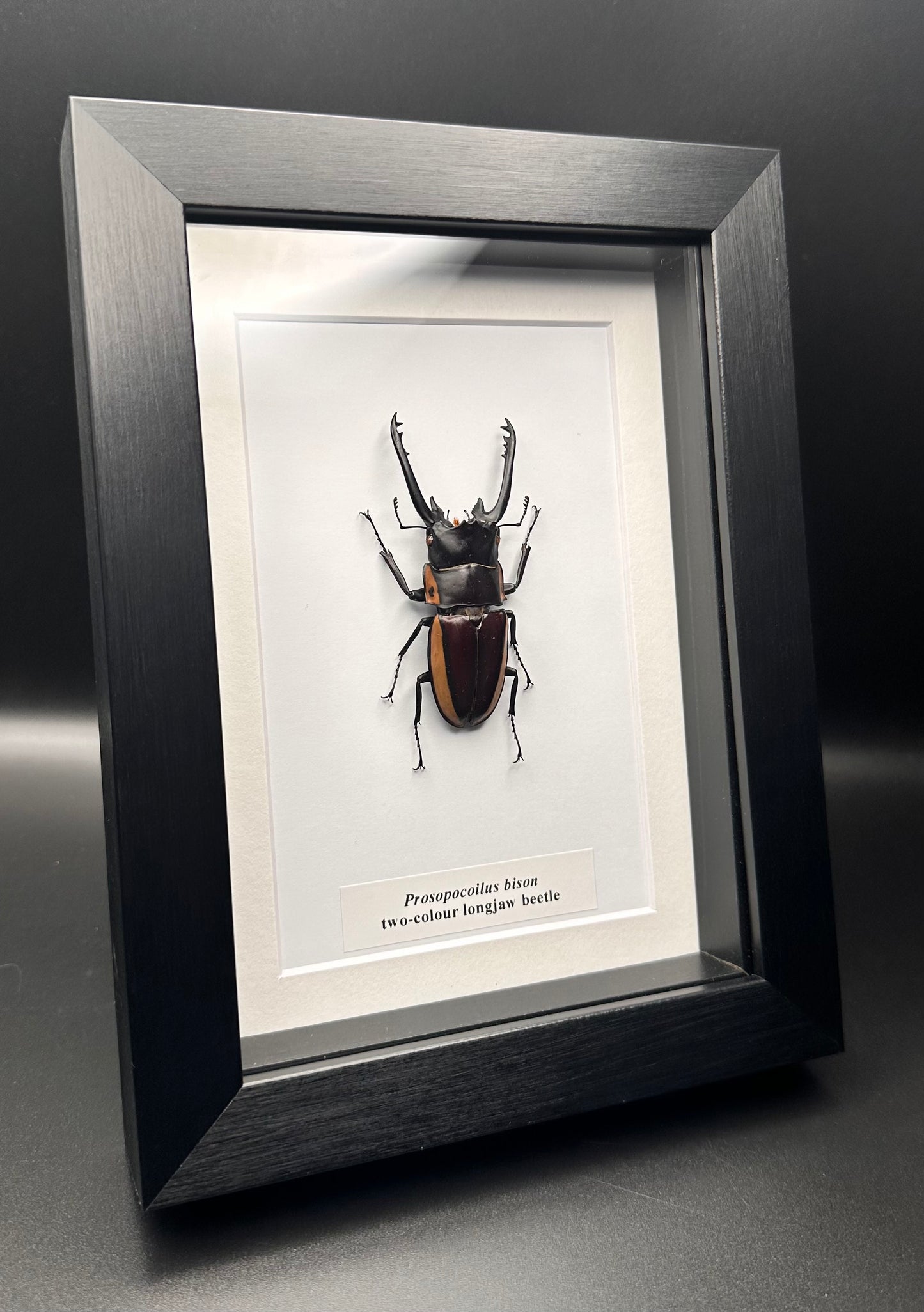 Prosopocilus bison - two-colour longjaw beetle