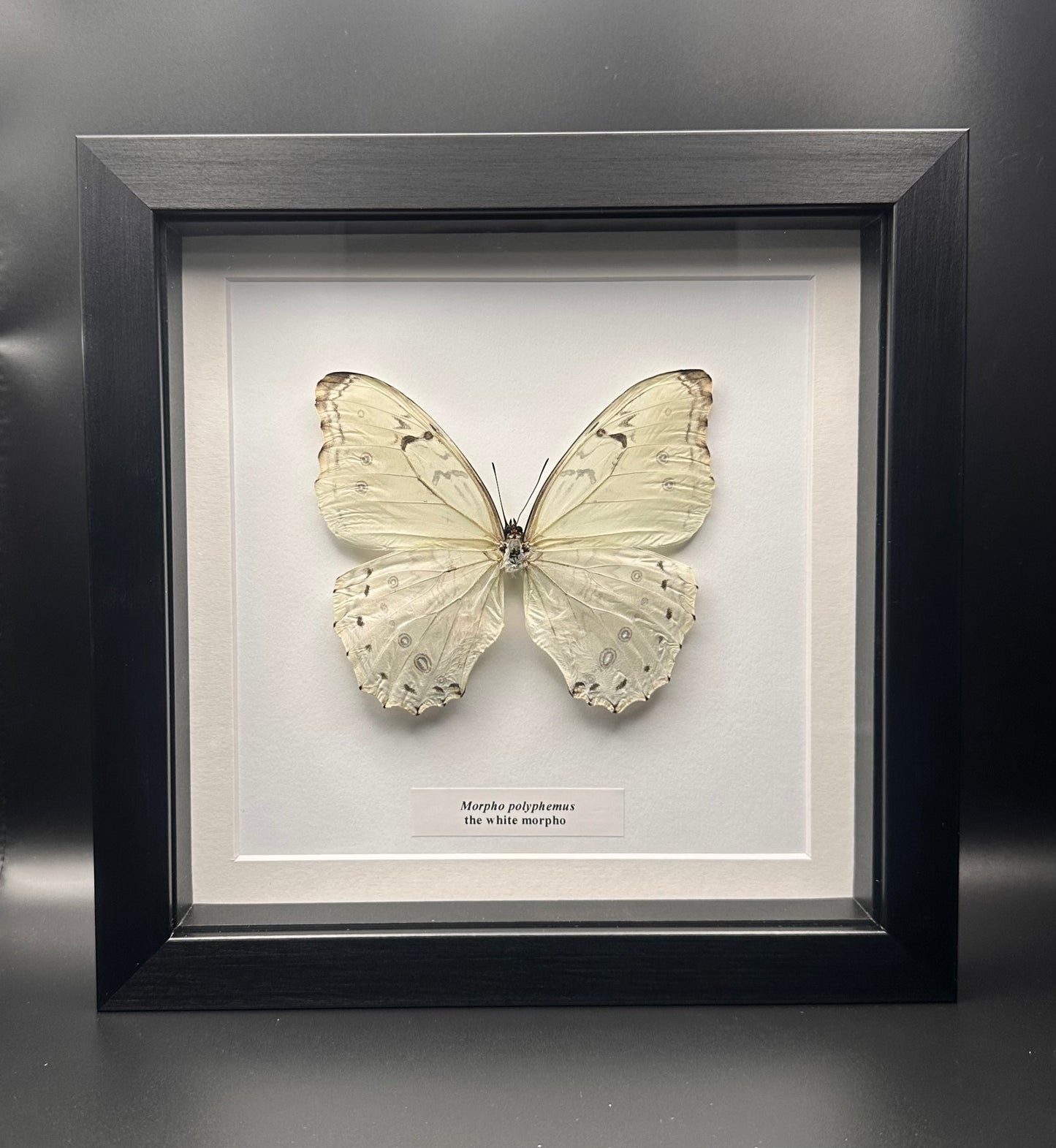 Morpho polyphemus - the white morpho