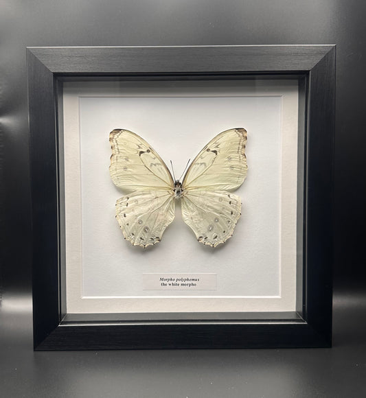 Morpho polyphemus - the white morpho