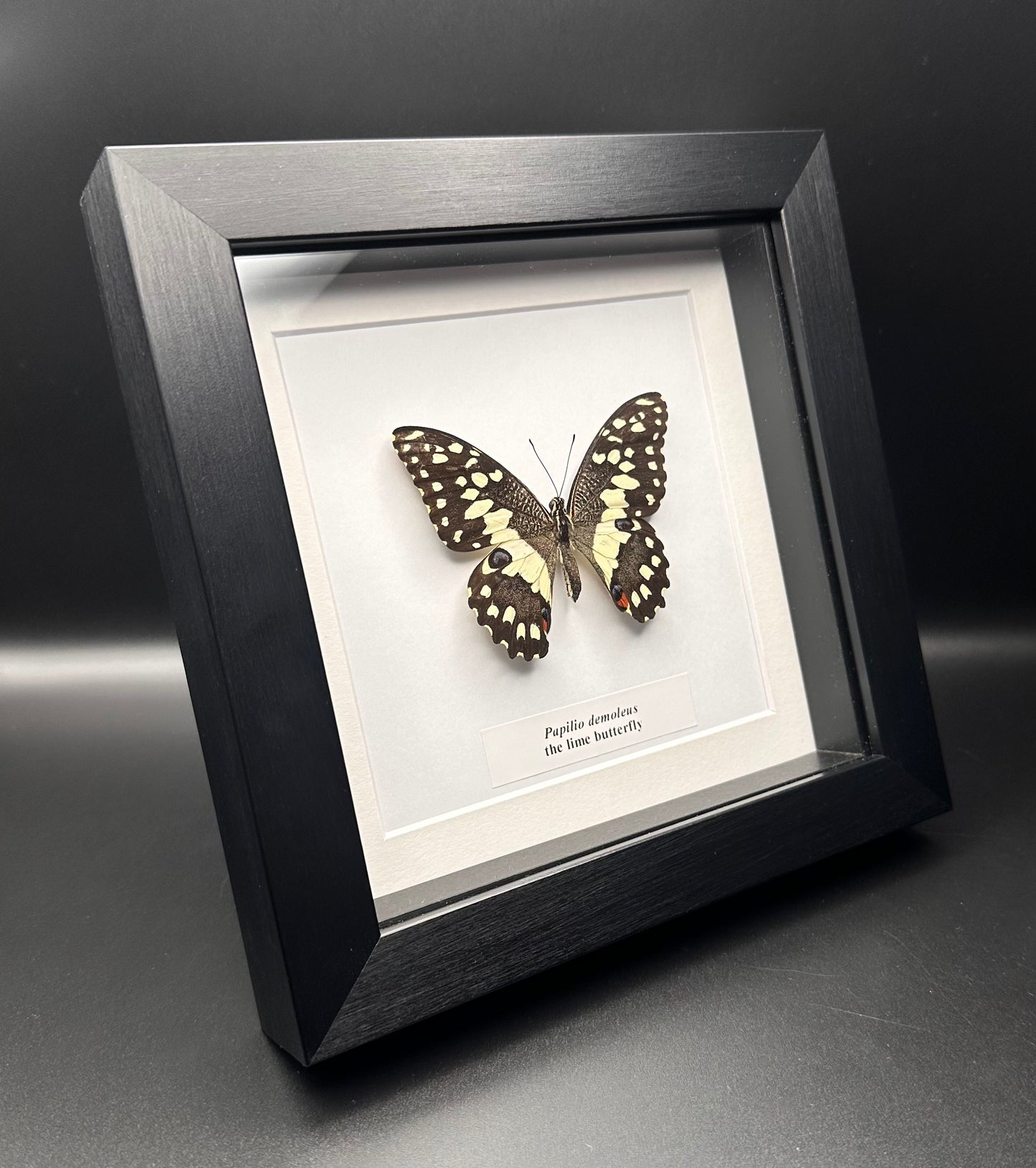 Papilio demoleus - the lime butterfly