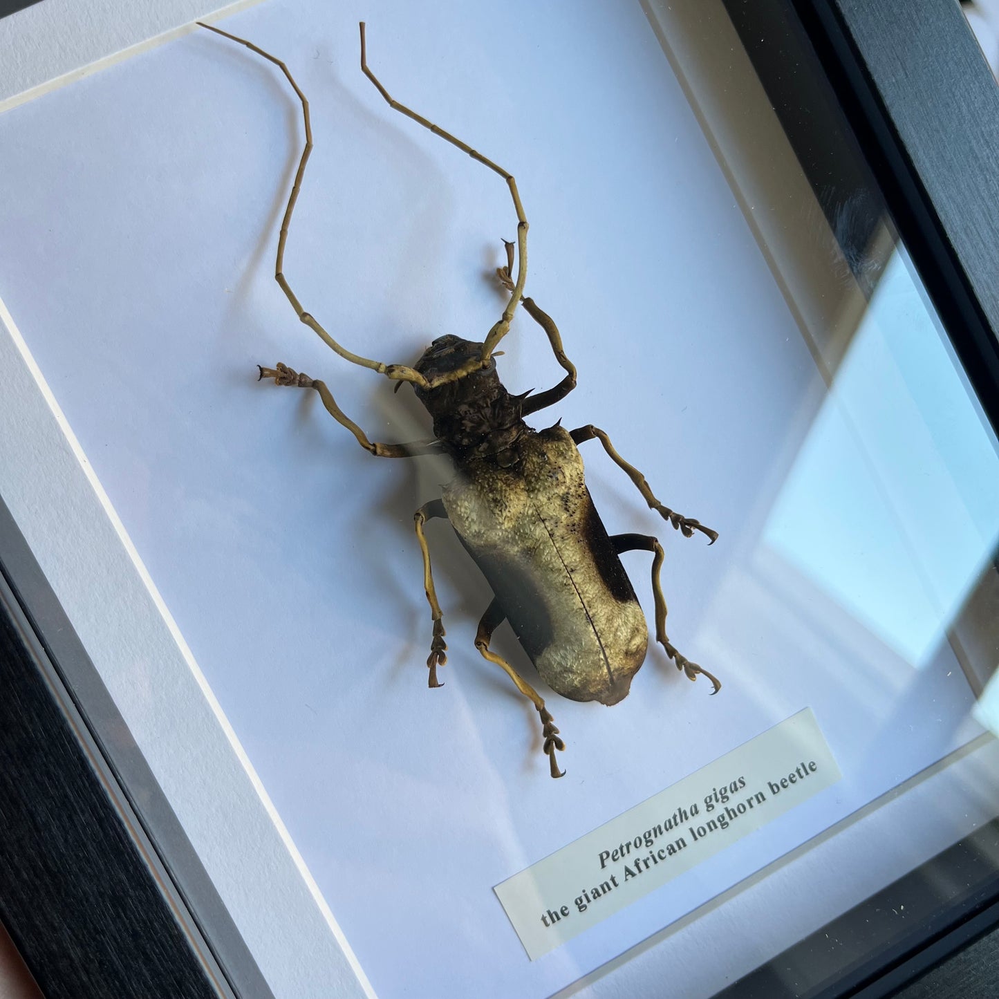 Petrognatha gigas
