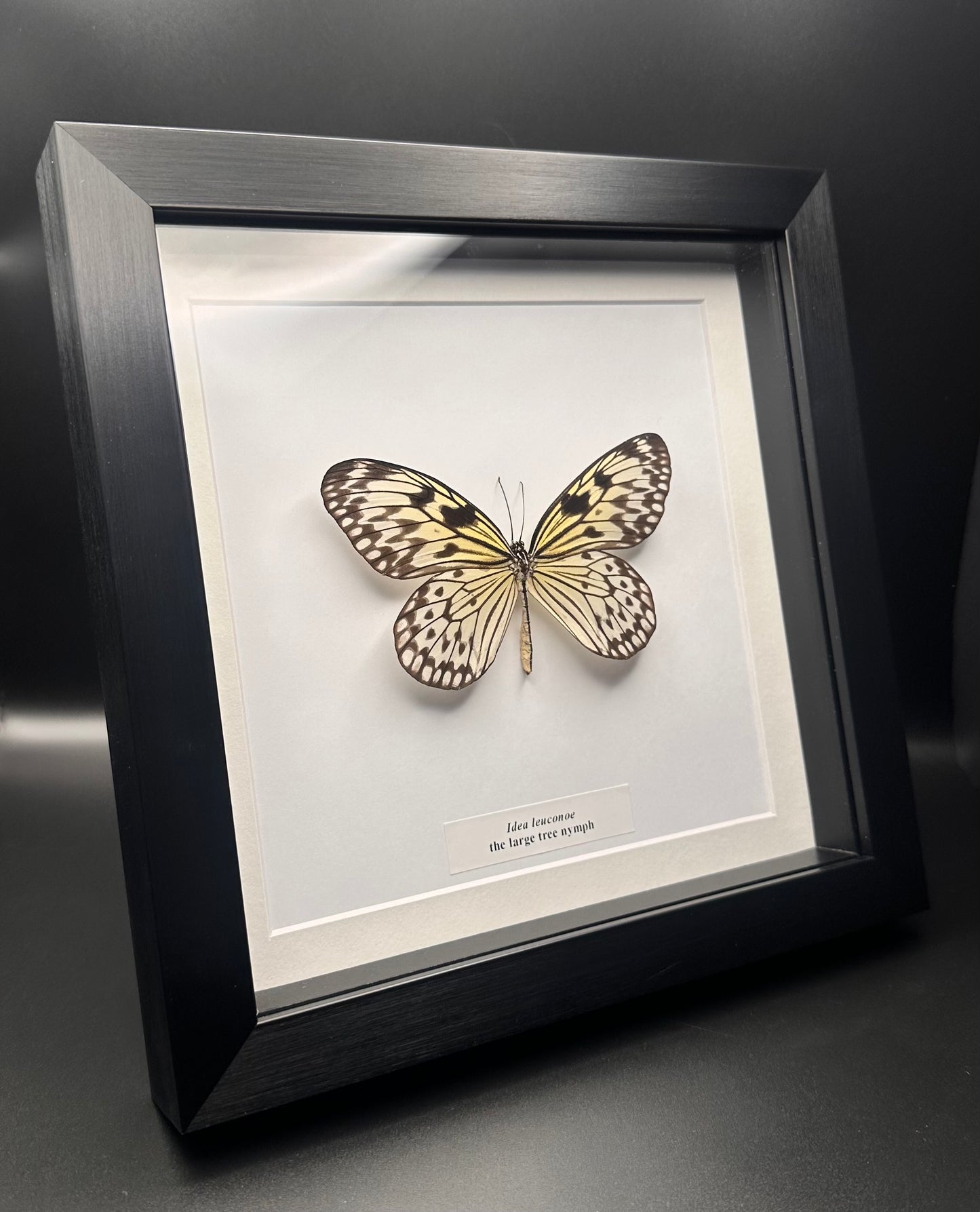 Idea leuconoe - the large tree nymph