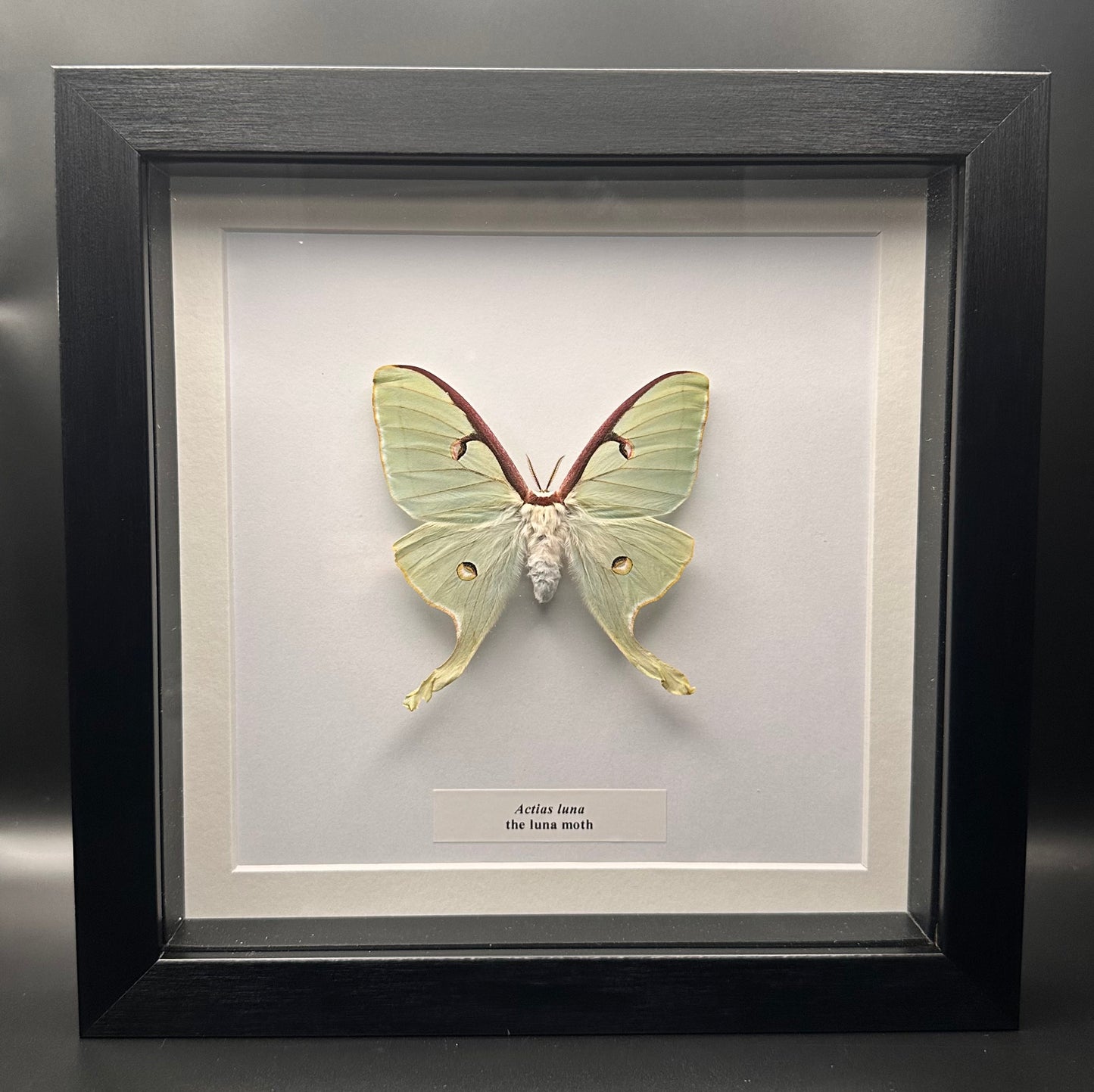 Actias luna - the luna moth