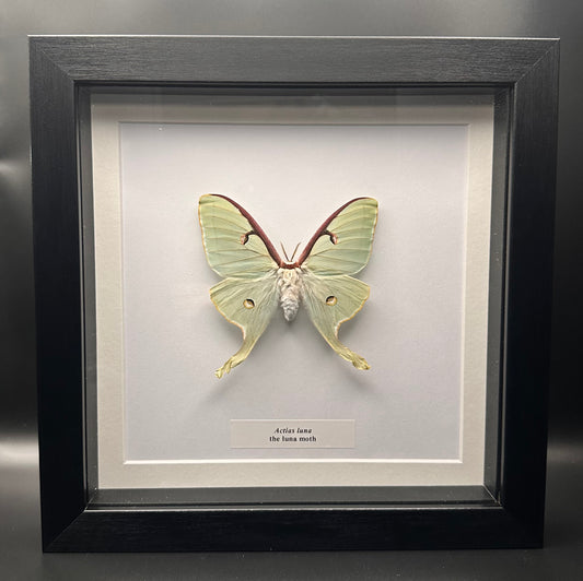 Actias luna - the luna moth