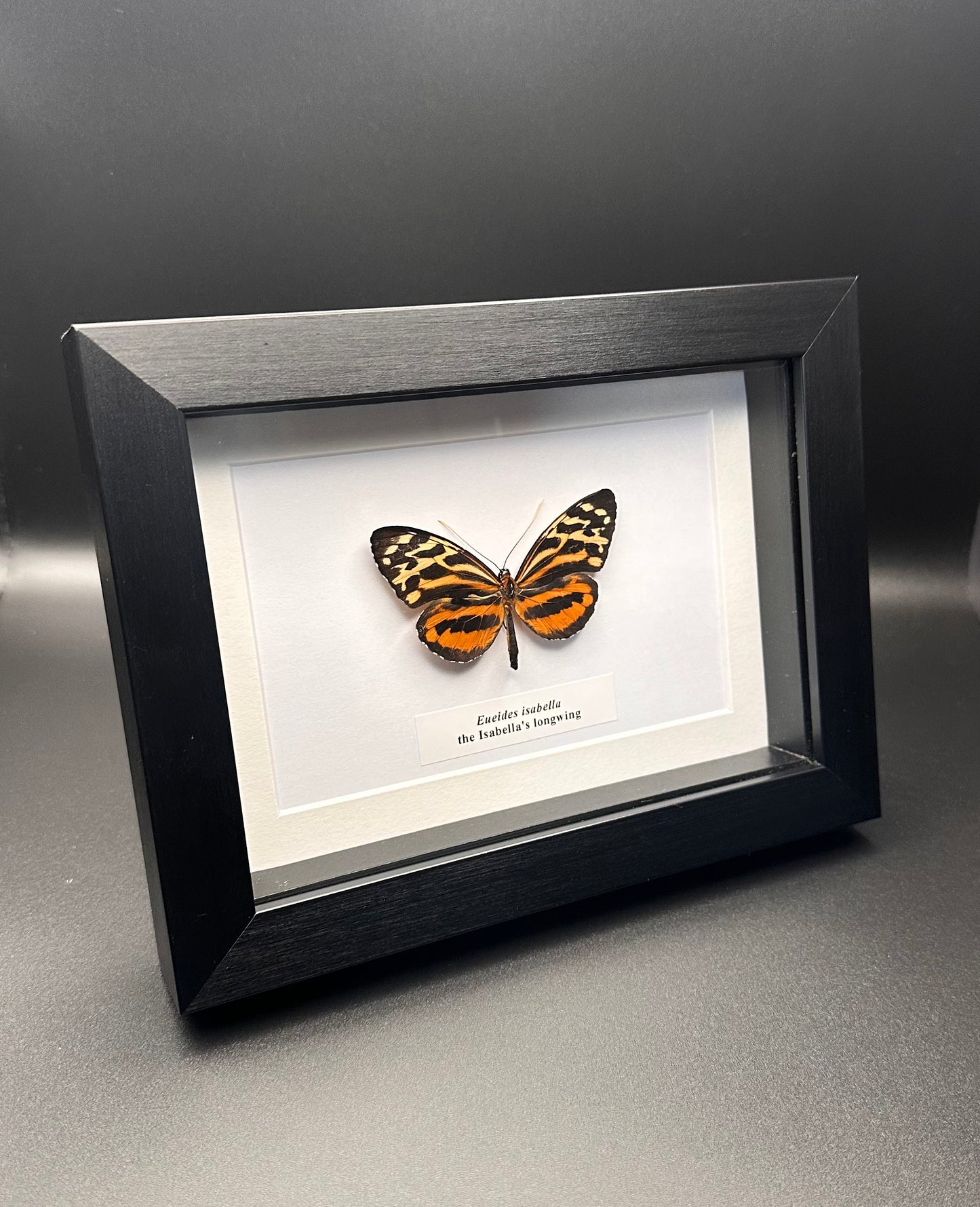 Eueides isabella - the Isabella’s longwing