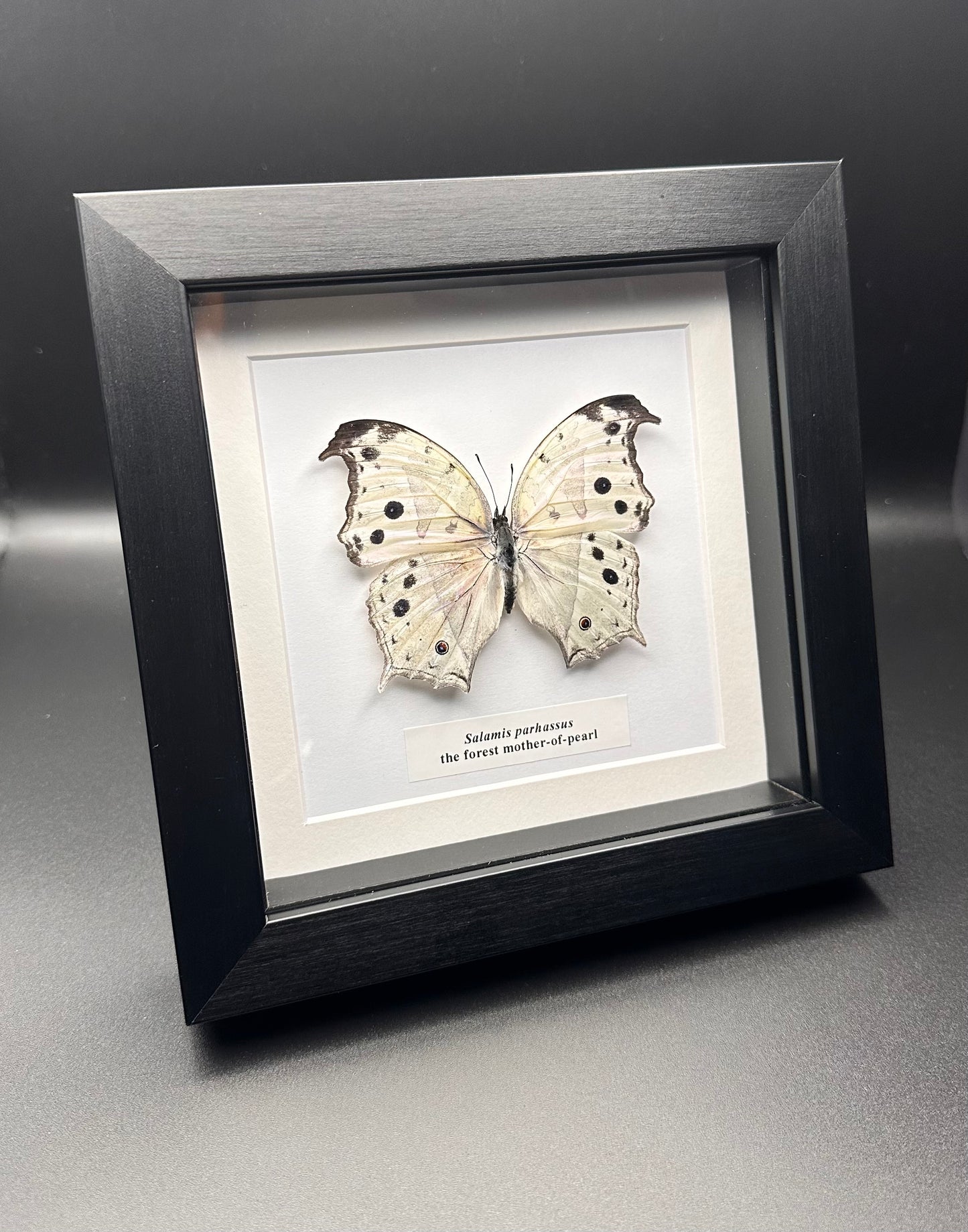 Salamis parhassus - the forest mother-of-pearl