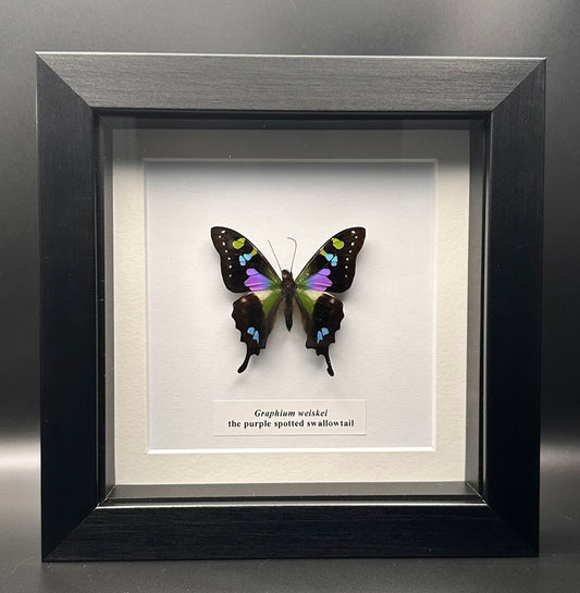 Graphium weiskei - the purple spotted swallowtail
