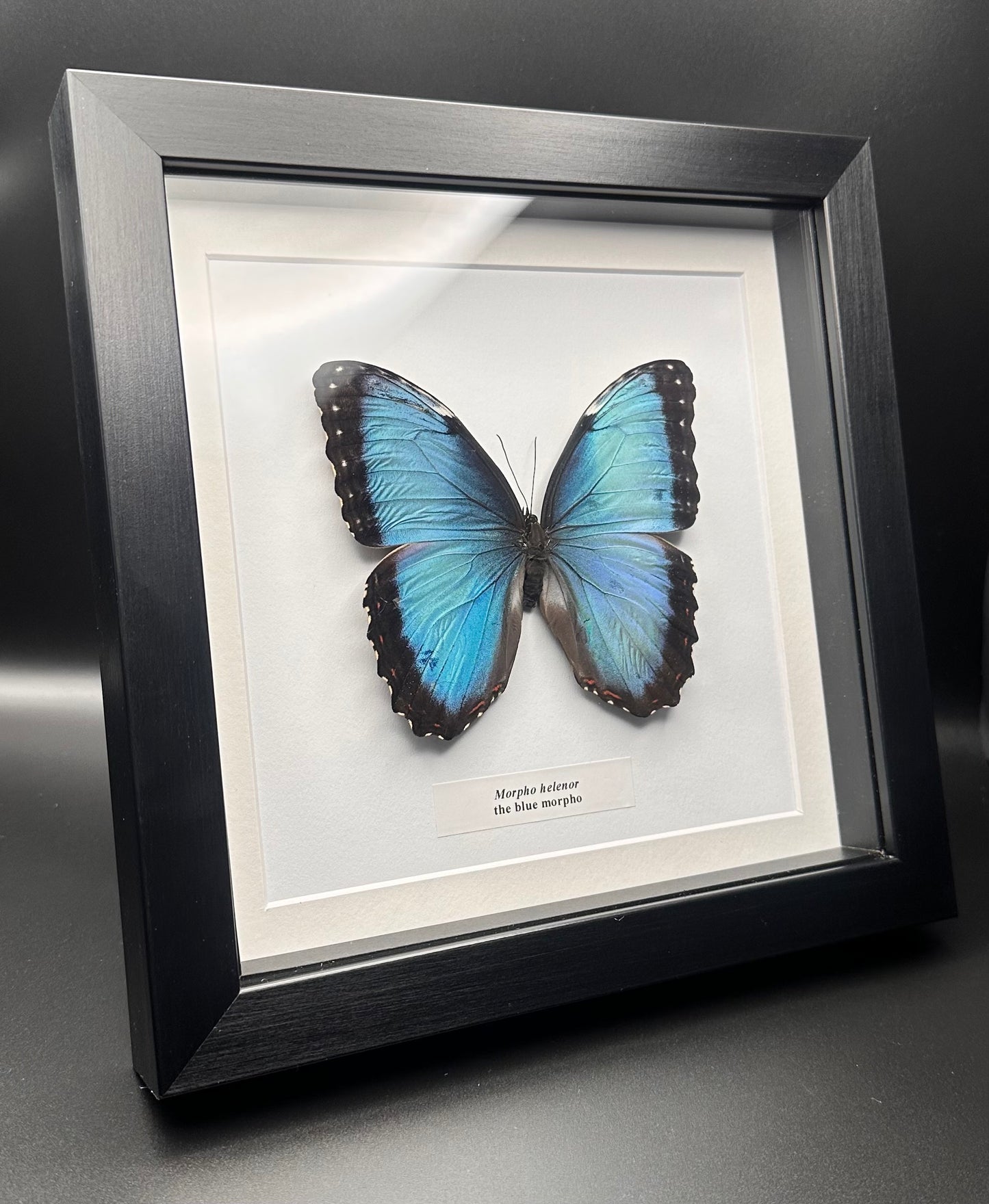 Morpho helenor - the blue morpho